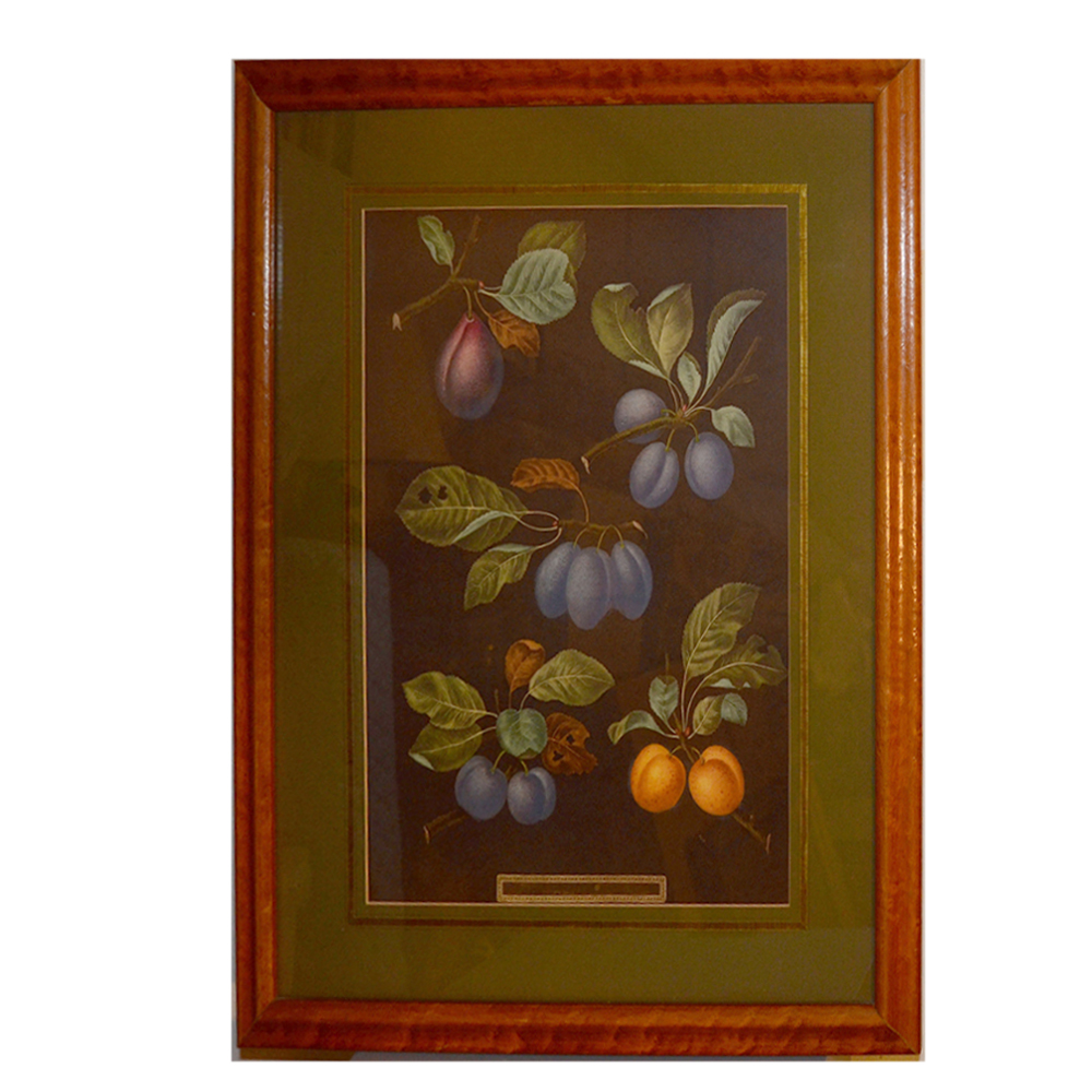 After George Brookshaw Offset Lithograph Botanical Prints