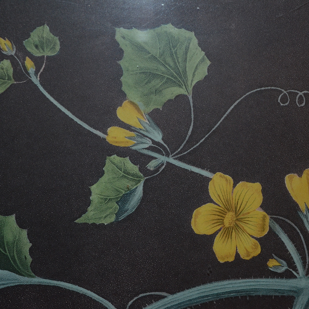 After George Brookshaw Offset Lithograph Botanical Prints