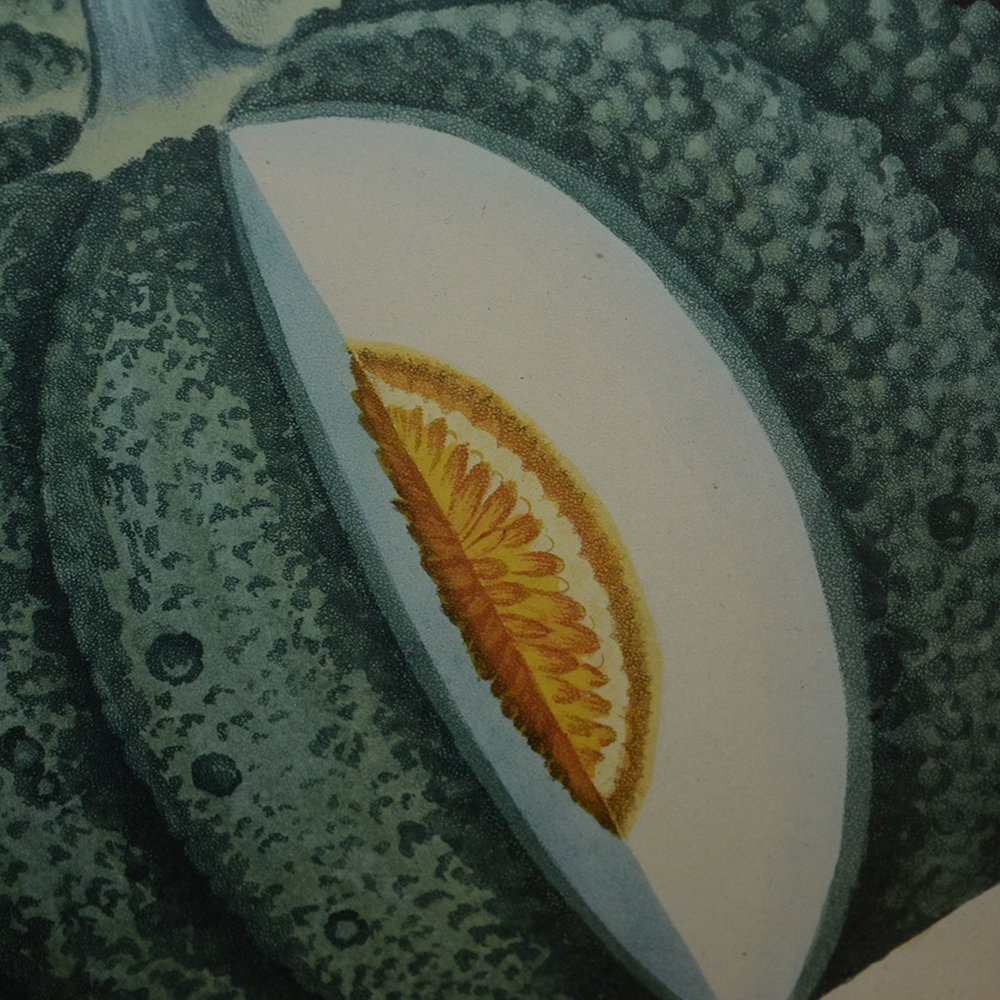 After George Brookshaw Offset Lithograph Botanical Prints