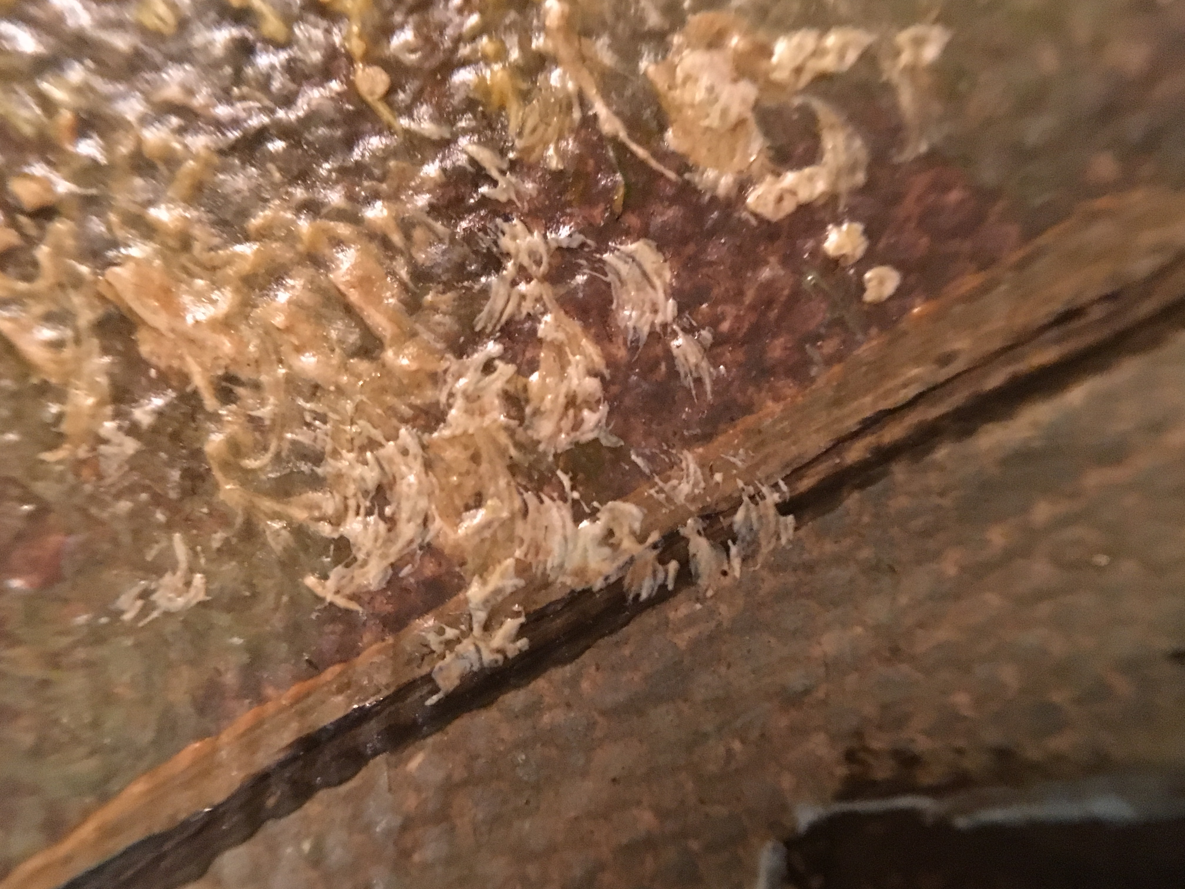 Pollini Signed Acrylic Painting by L. Pollini