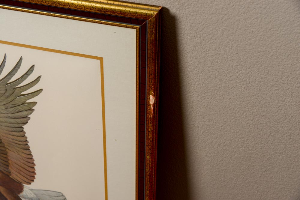 Vintage Tinted Engraving "American Bald Eagle"  After Albert Earl GIlbert