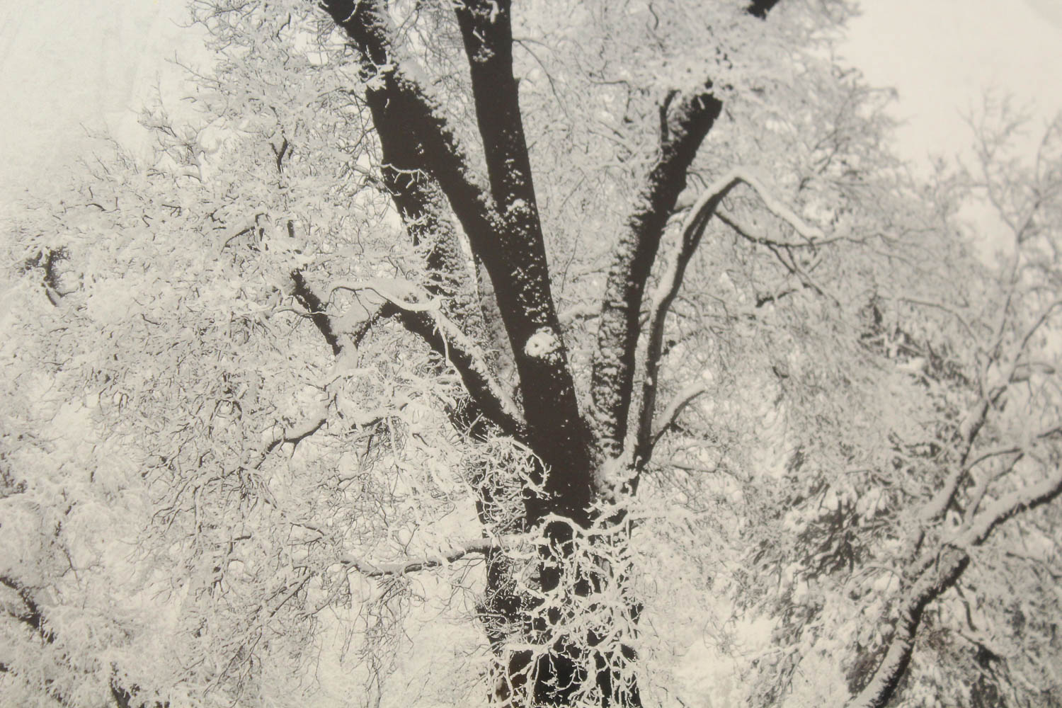 Ansel Adams Authorized Edition Photographic Print "Oak Tree, Snowstorm"