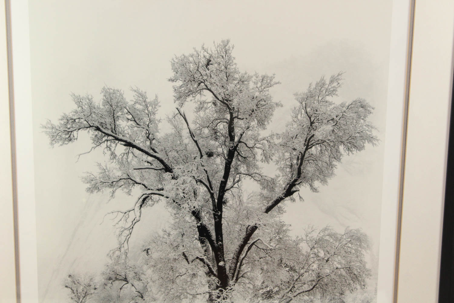 Ansel Adams Authorized Edition Photographic Print "Oak Tree, Snowstorm"