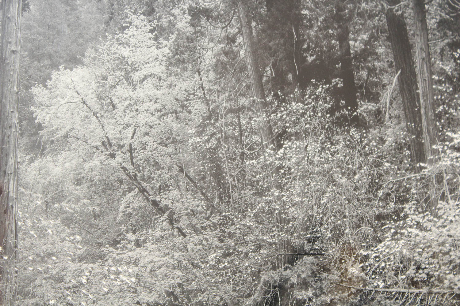 Ansel Adams Authorized Edition Photographic Print "Tenaya Creek, Dogwood"