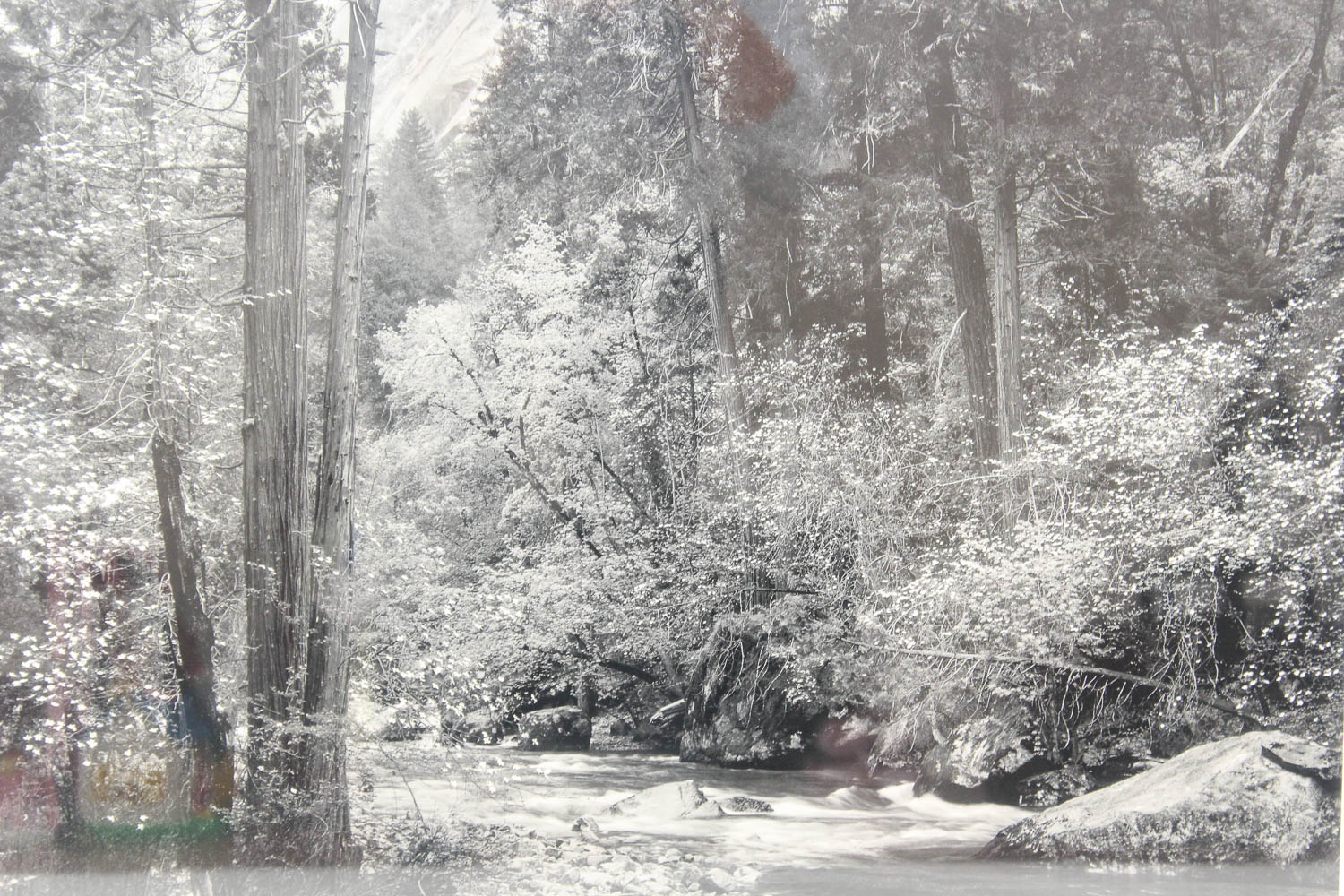 Ansel Adams Authorized Edition Photographic Print "Tenaya Creek, Dogwood"