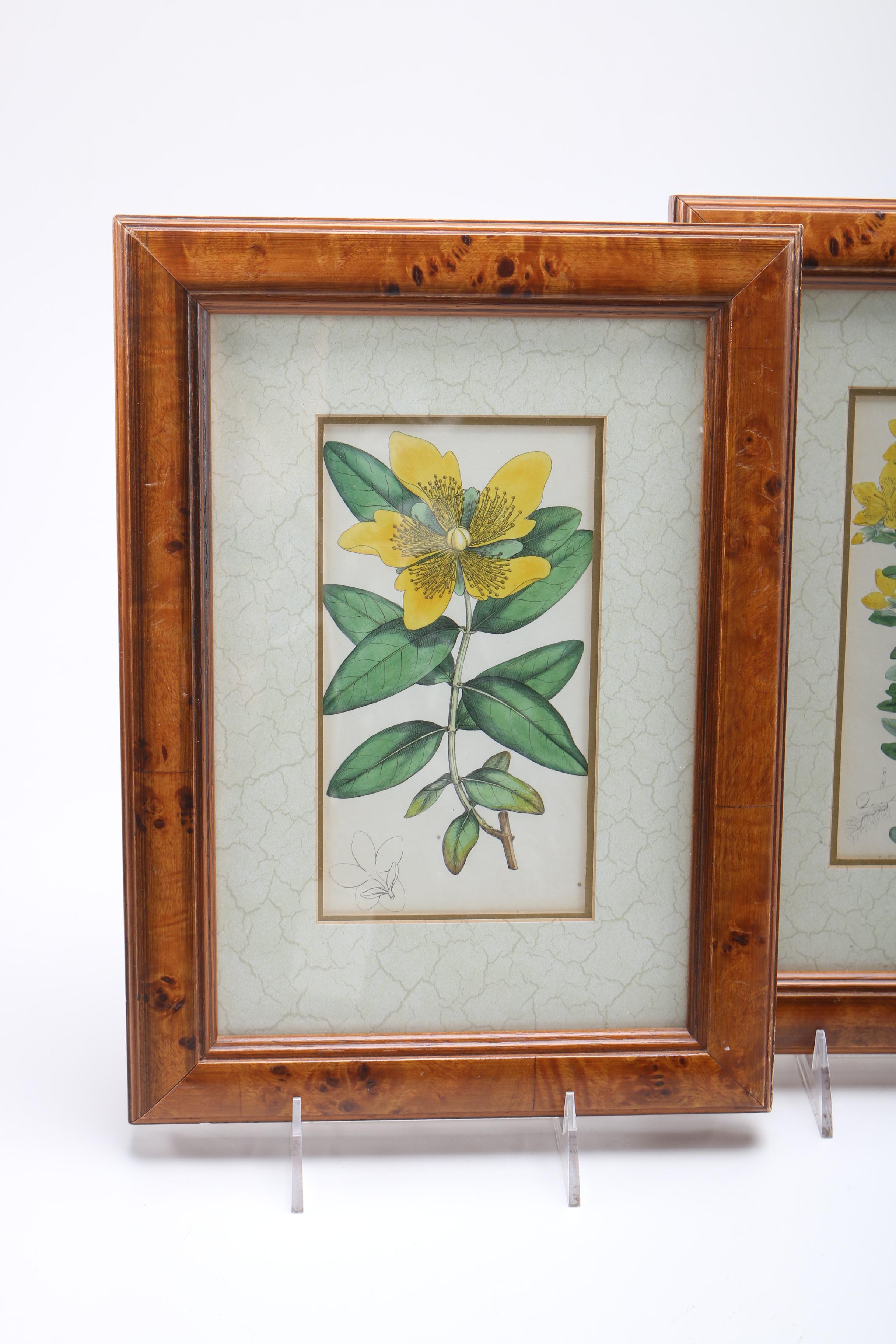 Hand Colored Botanical Engravings from British Botany Books