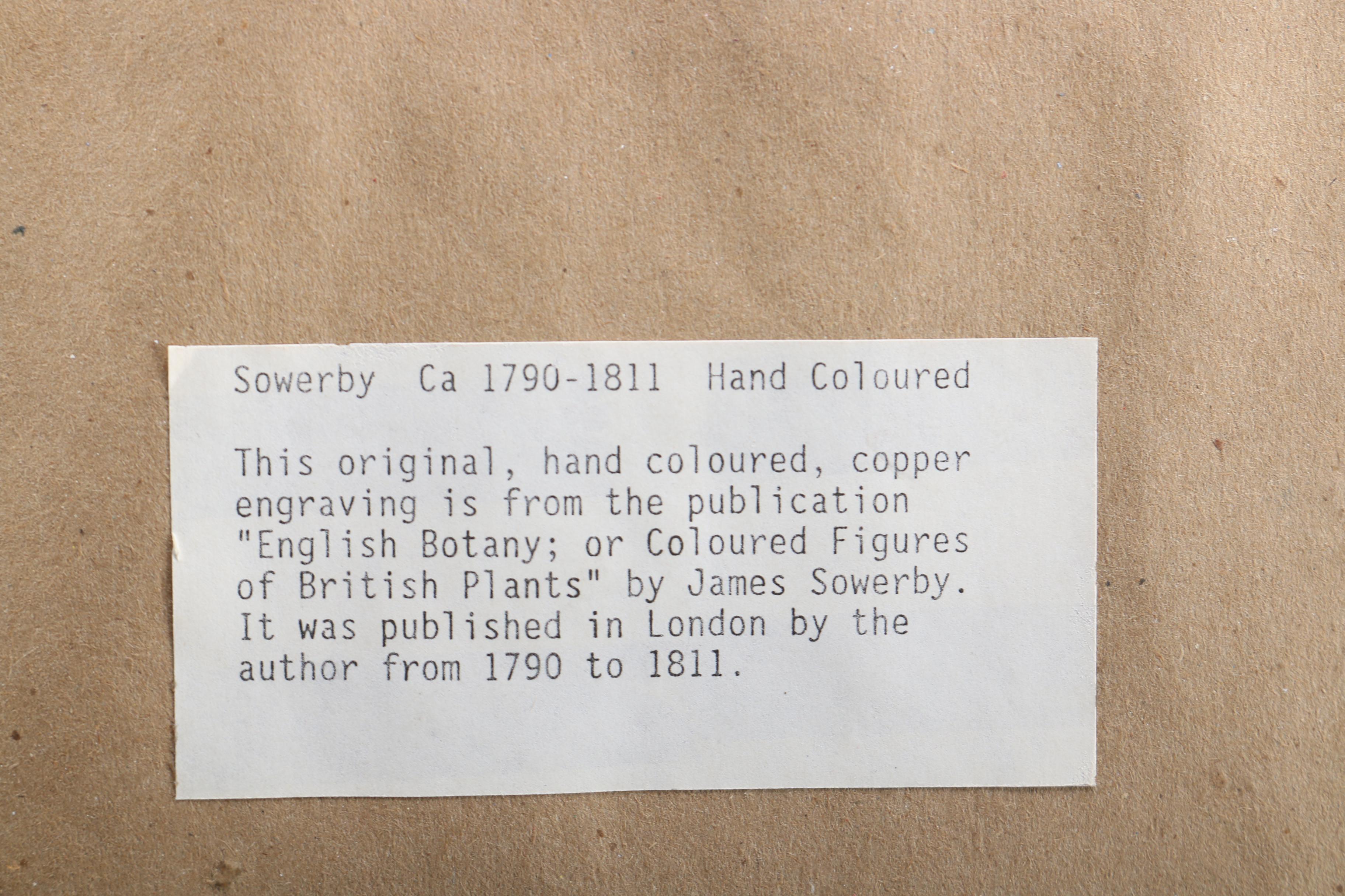 Hand Colored Botanical Engravings from British Botany Books