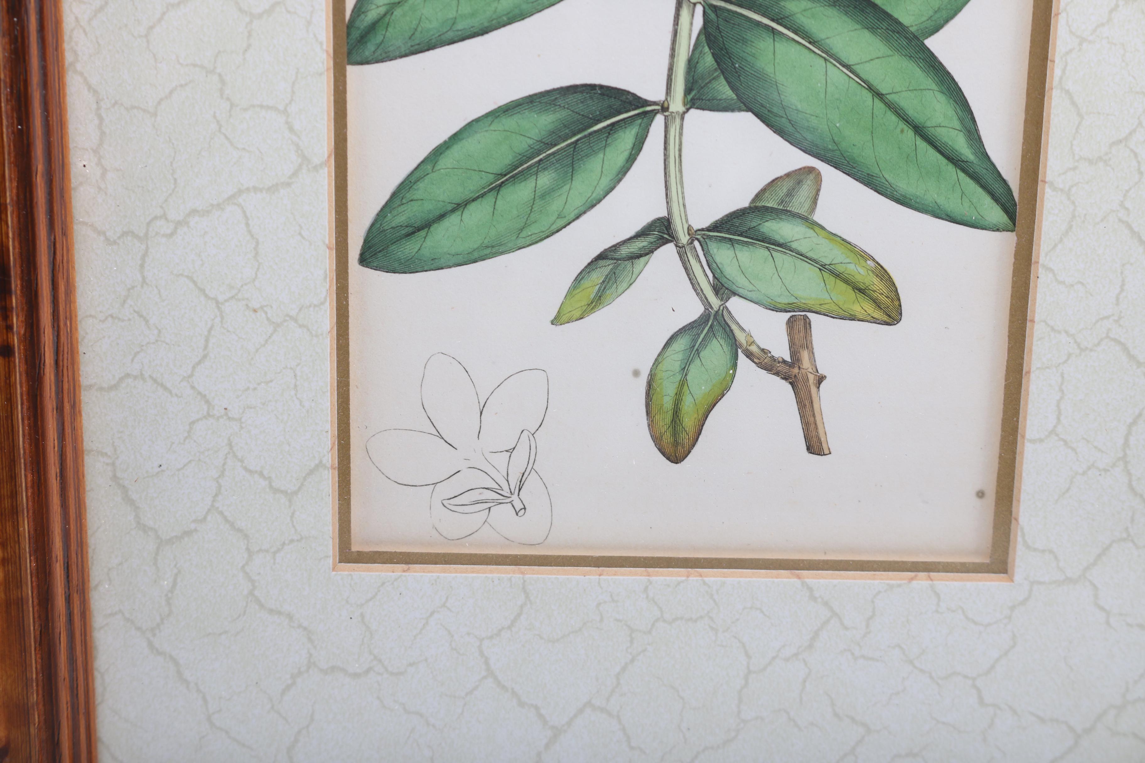 Hand Colored Botanical Engravings from British Botany Books