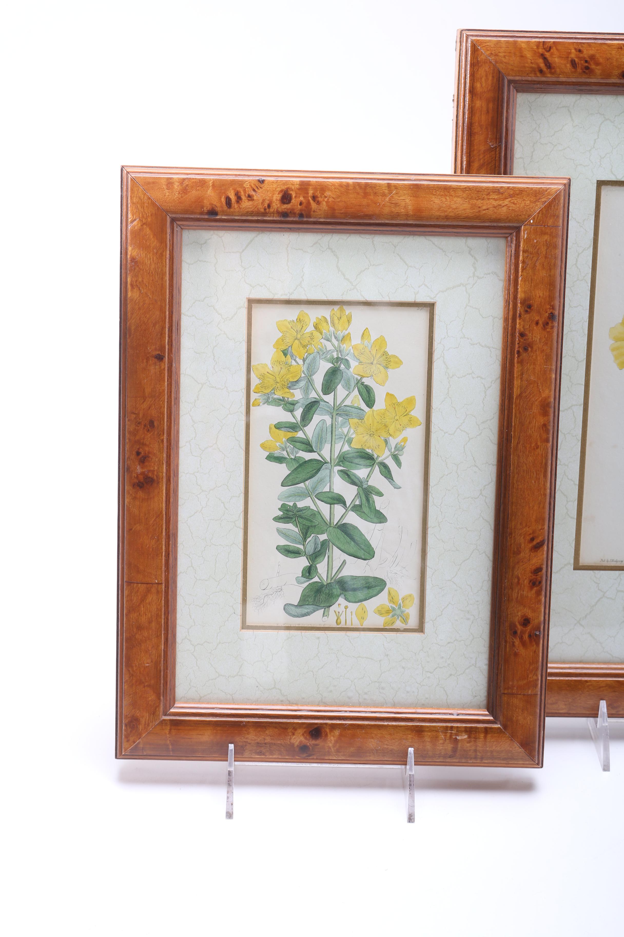 Hand Colored Botanical Engravings from British Botany Books