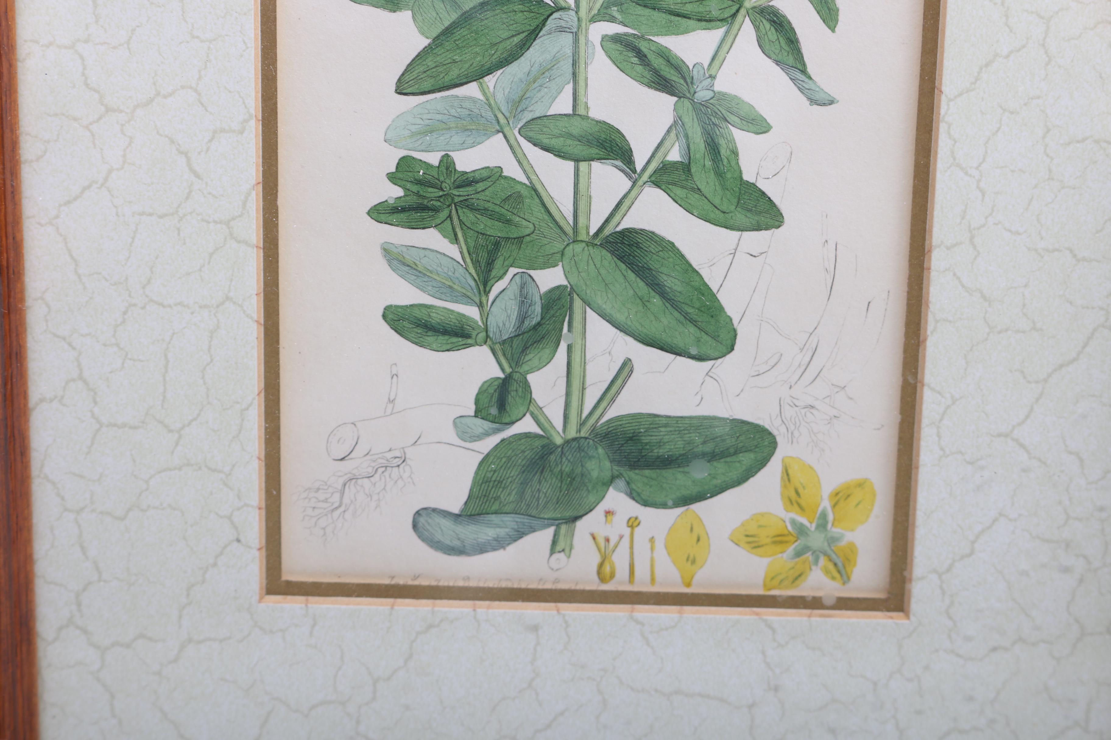 Hand Colored Botanical Engravings from British Botany Books