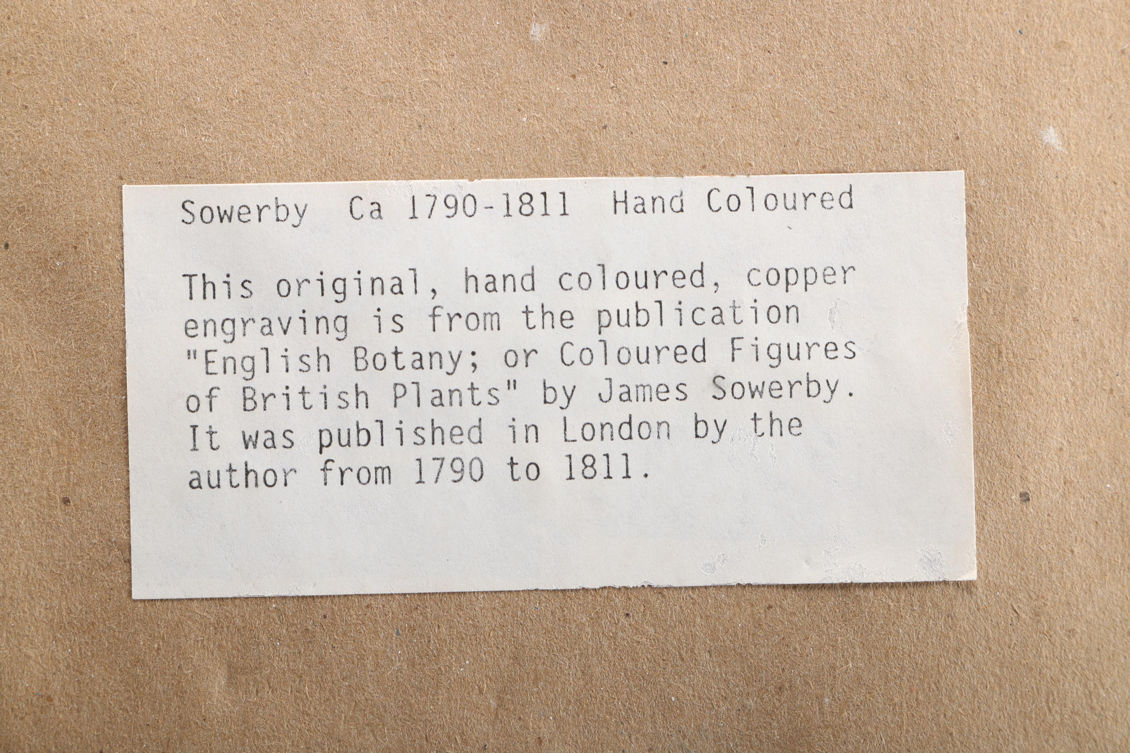 Hand Colored Botanical Engravings from British Botany Books