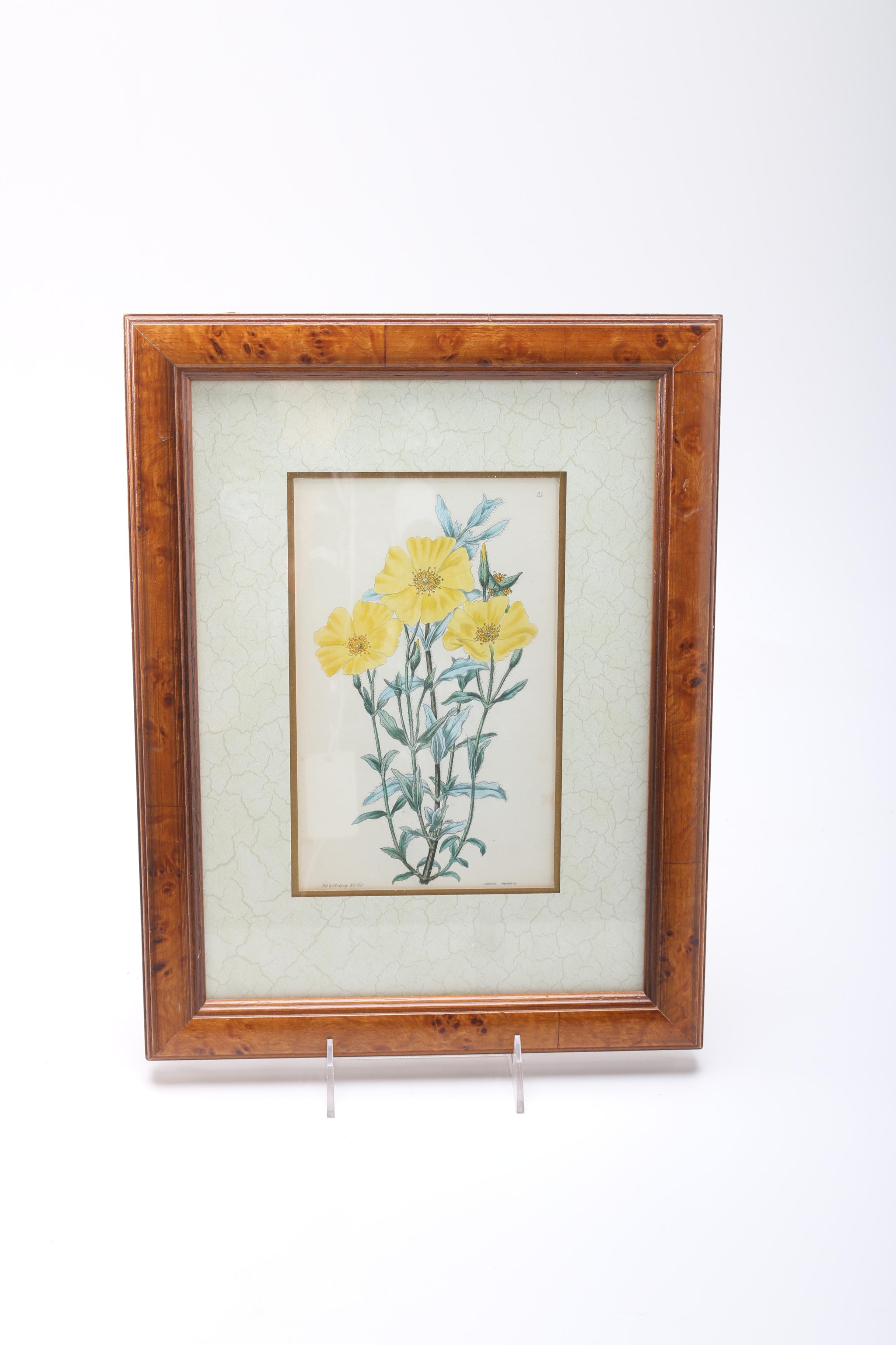 Hand Colored Botanical Engravings from British Botany Books