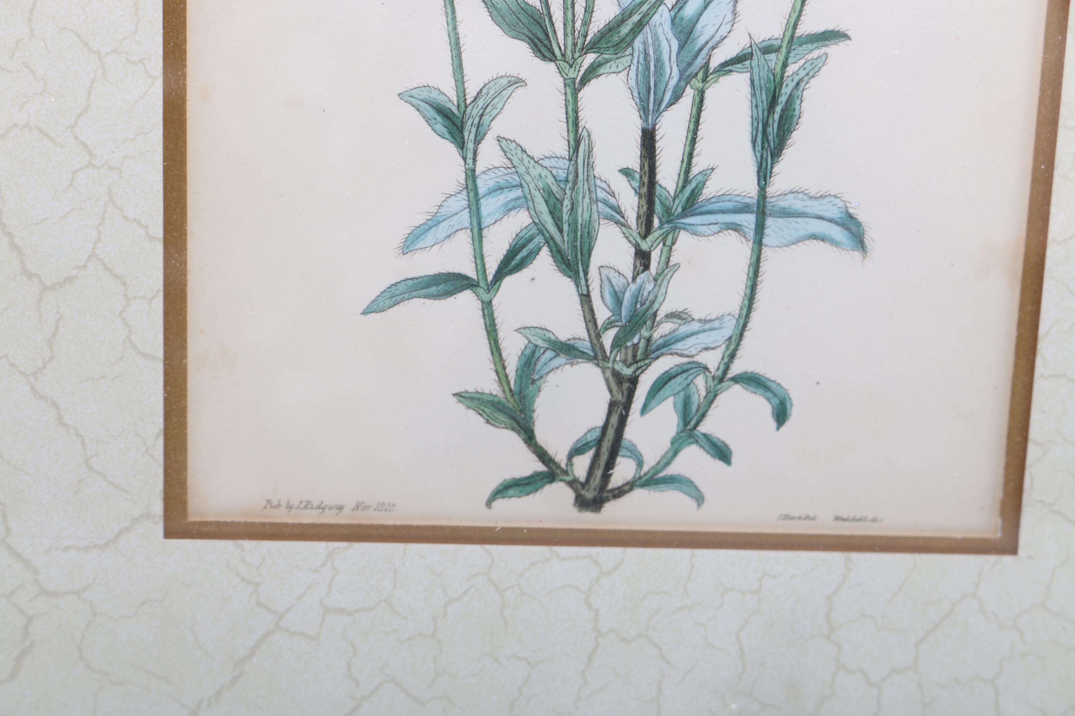Hand Colored Botanical Engravings from British Botany Books