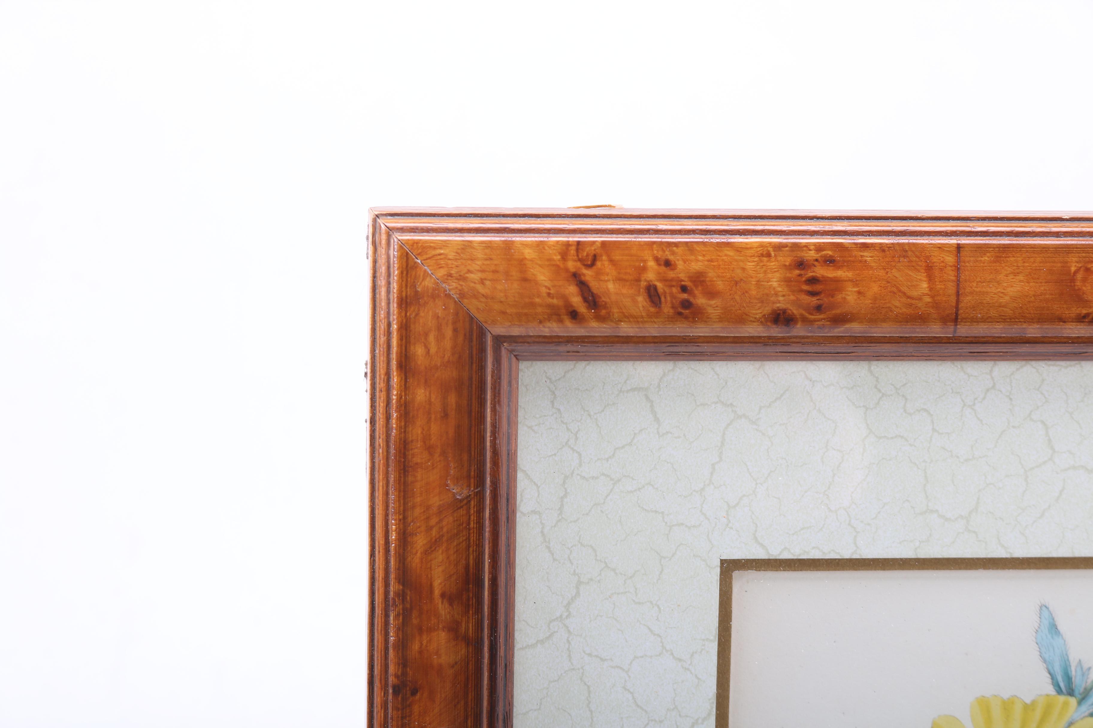 Hand Colored Botanical Engravings from British Botany Books