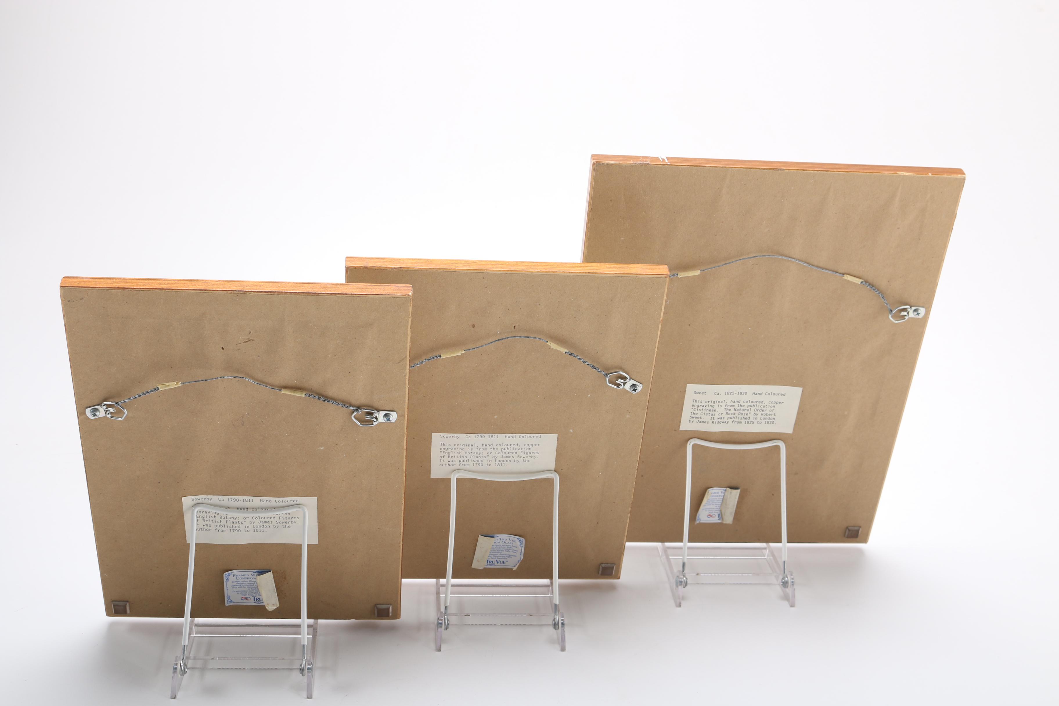 Hand Colored Botanical Engravings from British Botany Books