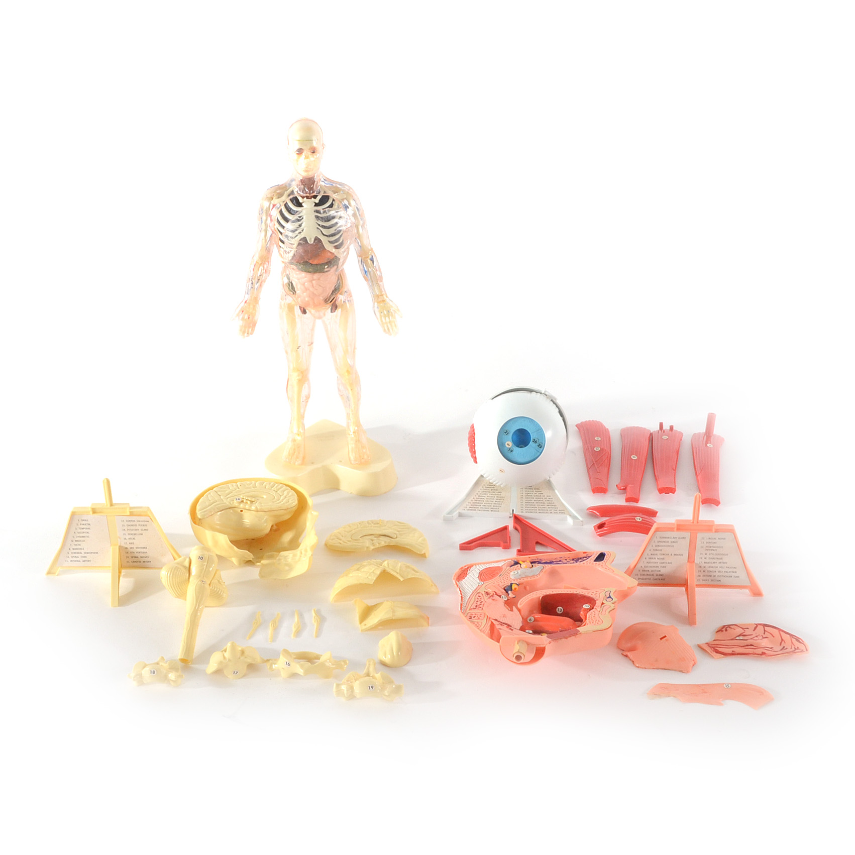 Group of Vintage Anatomy Models