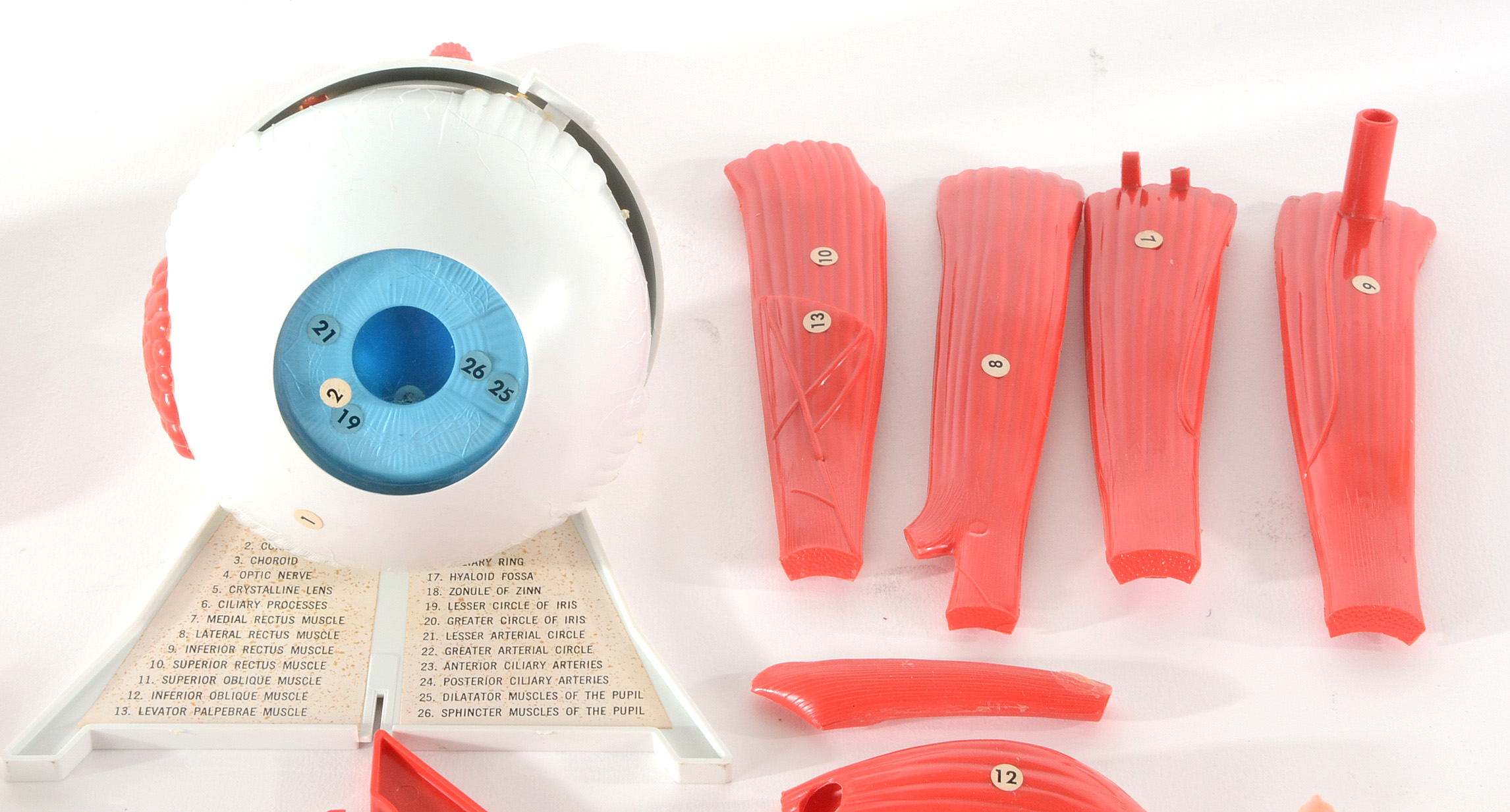 Group of Vintage Anatomy Models