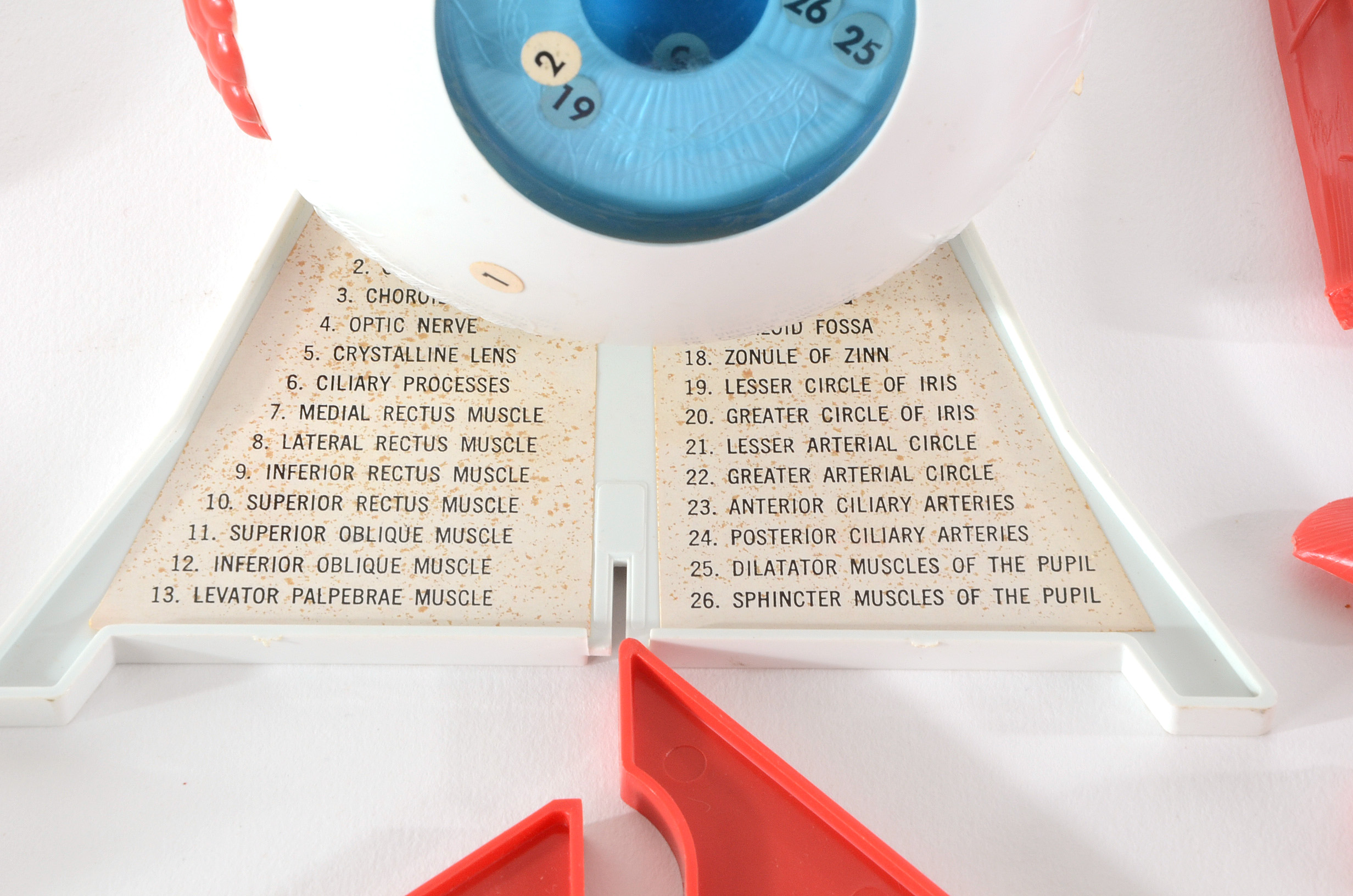 Group of Vintage Anatomy Models