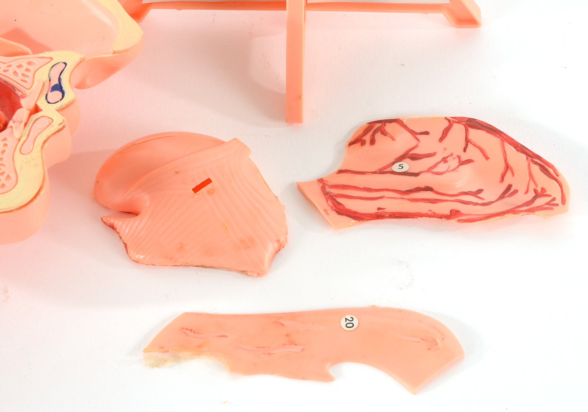 Group of Vintage Anatomy Models