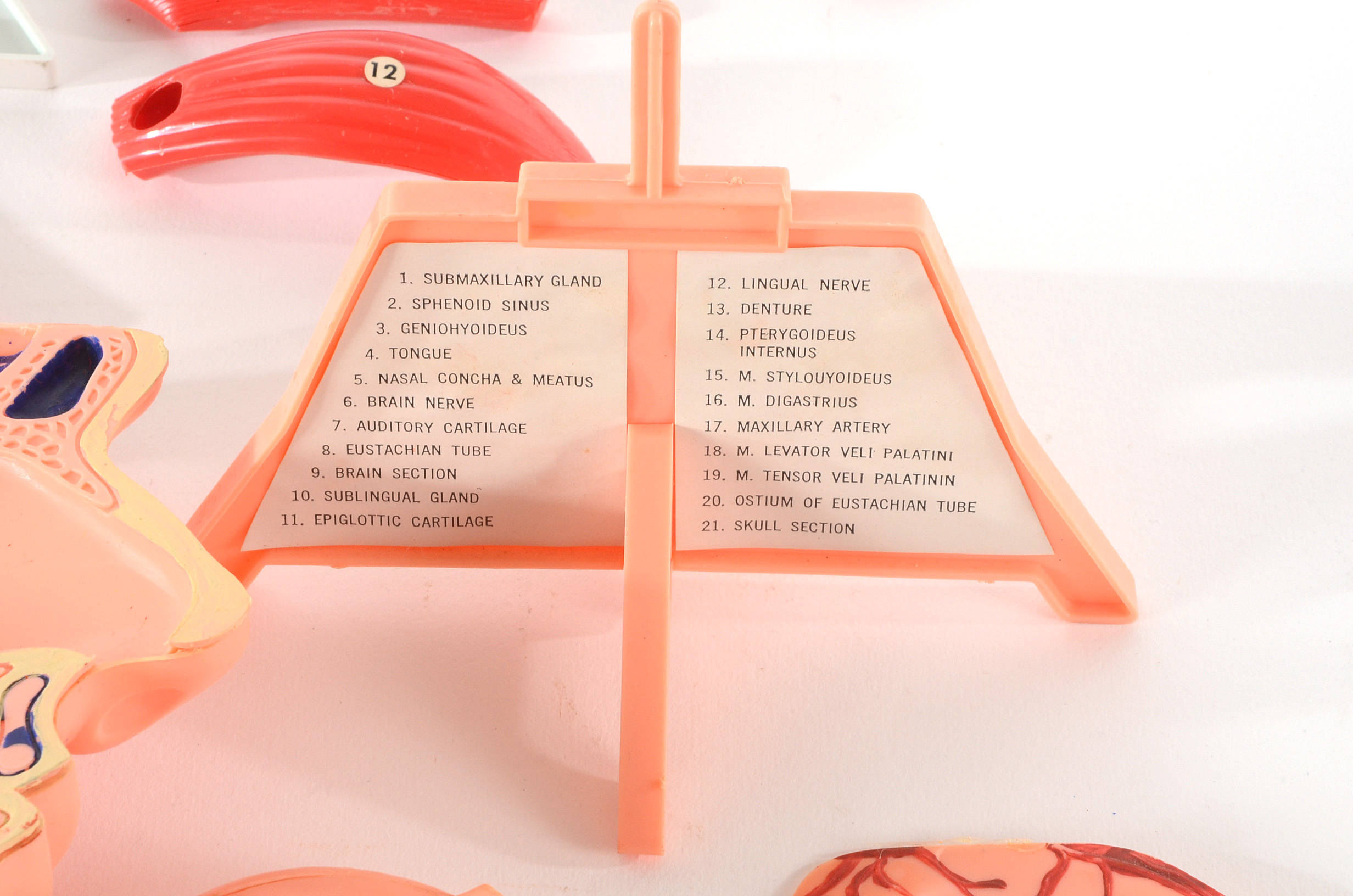 Group of Vintage Anatomy Models