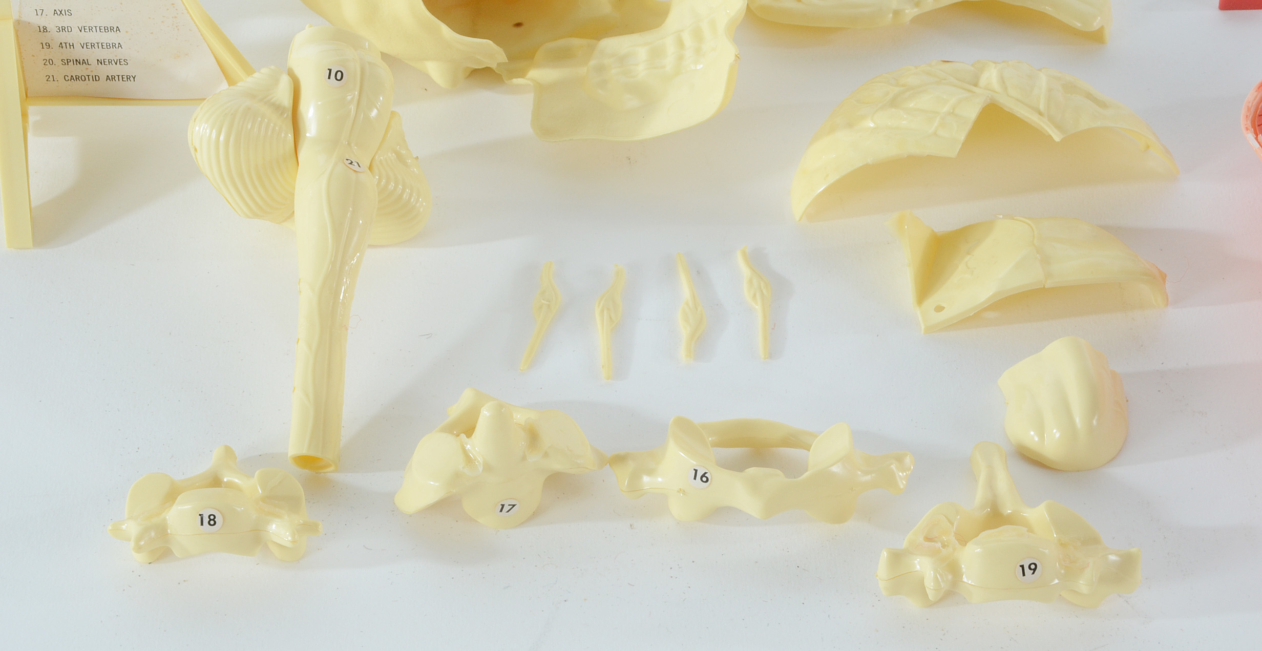 Group of Vintage Anatomy Models