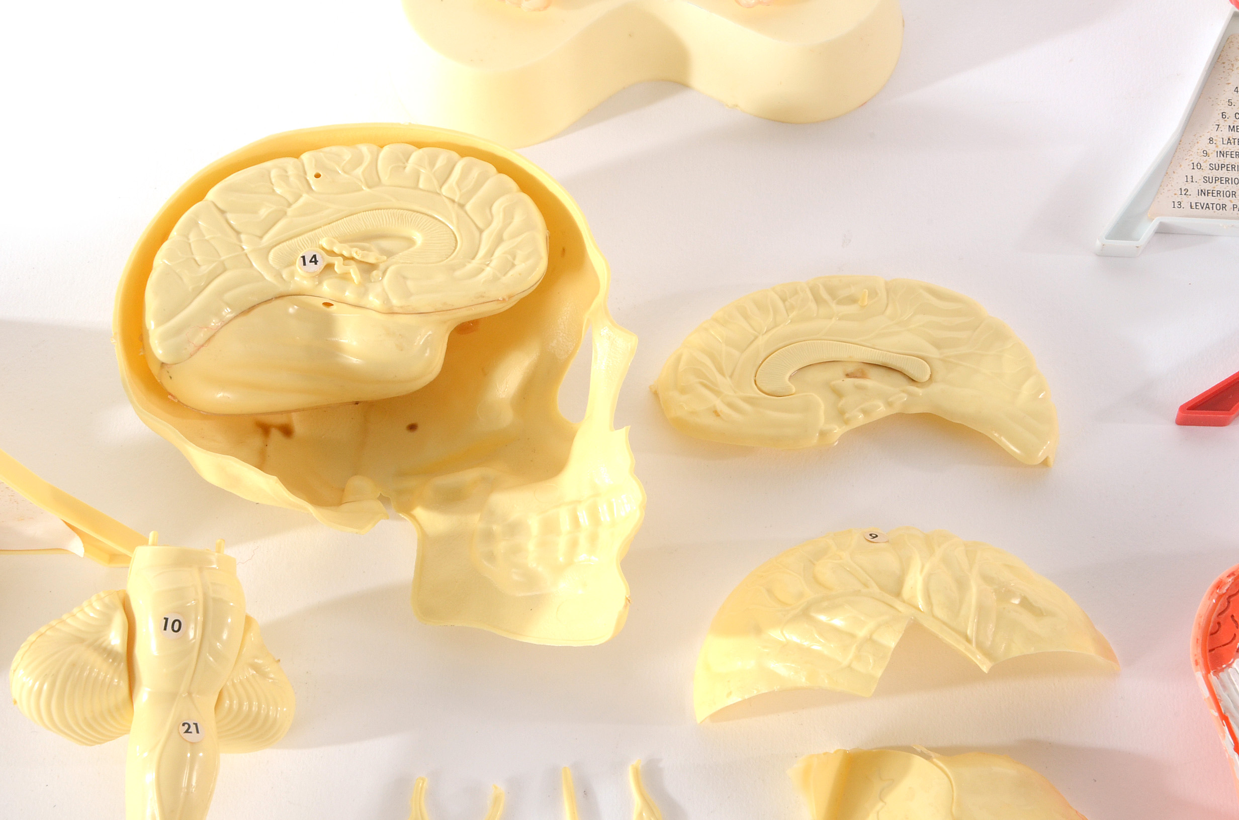 Group of Vintage Anatomy Models