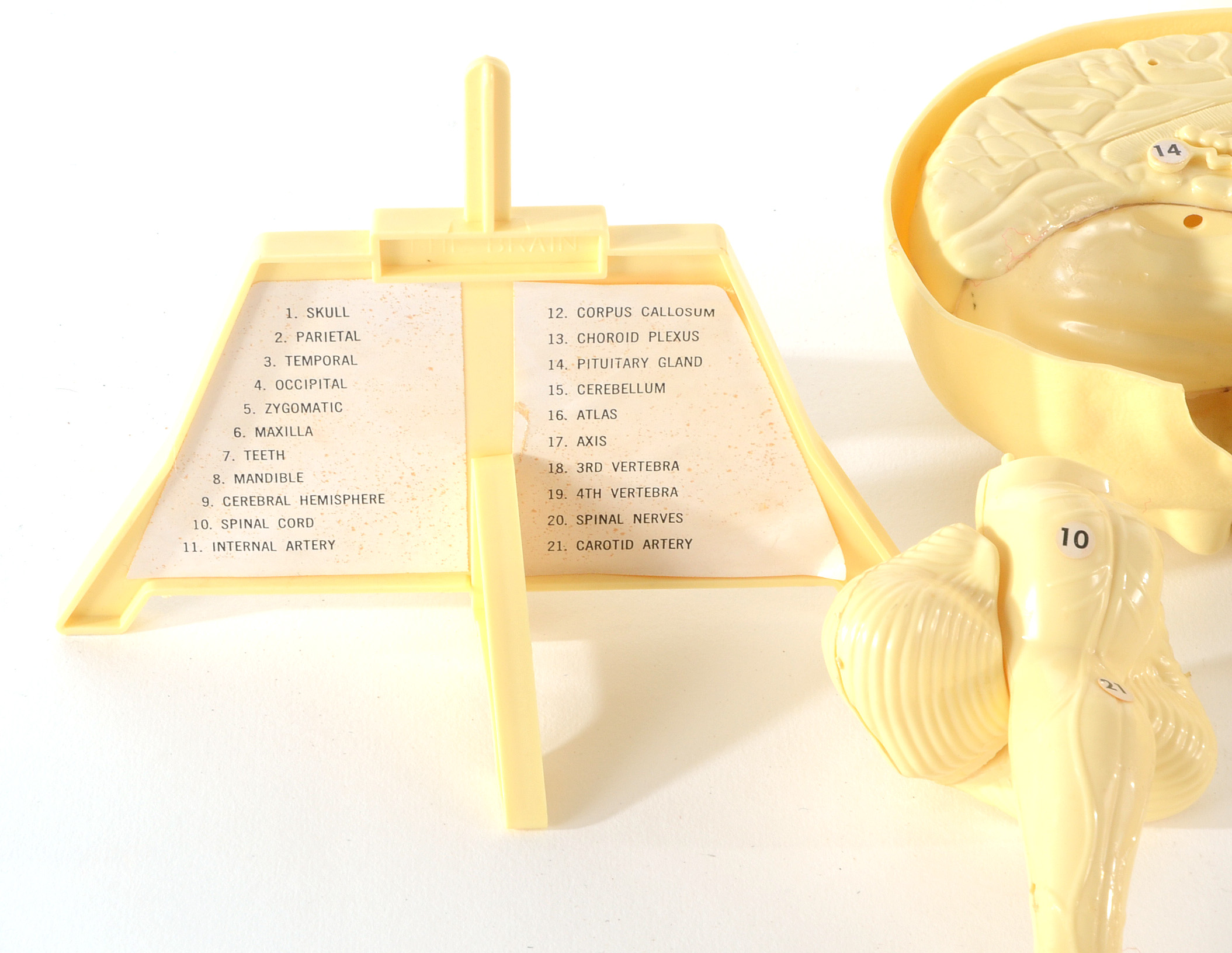 Group of Vintage Anatomy Models