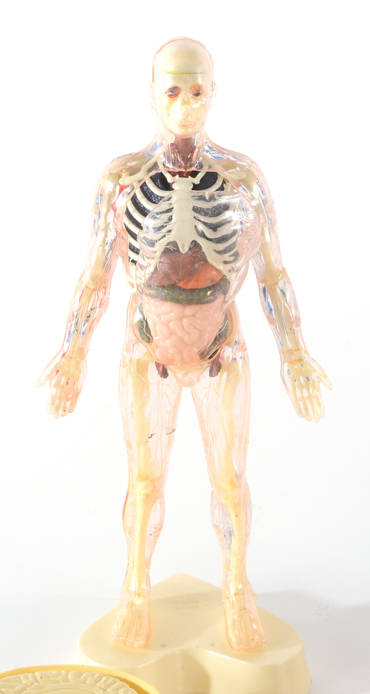 Group of Vintage Anatomy Models