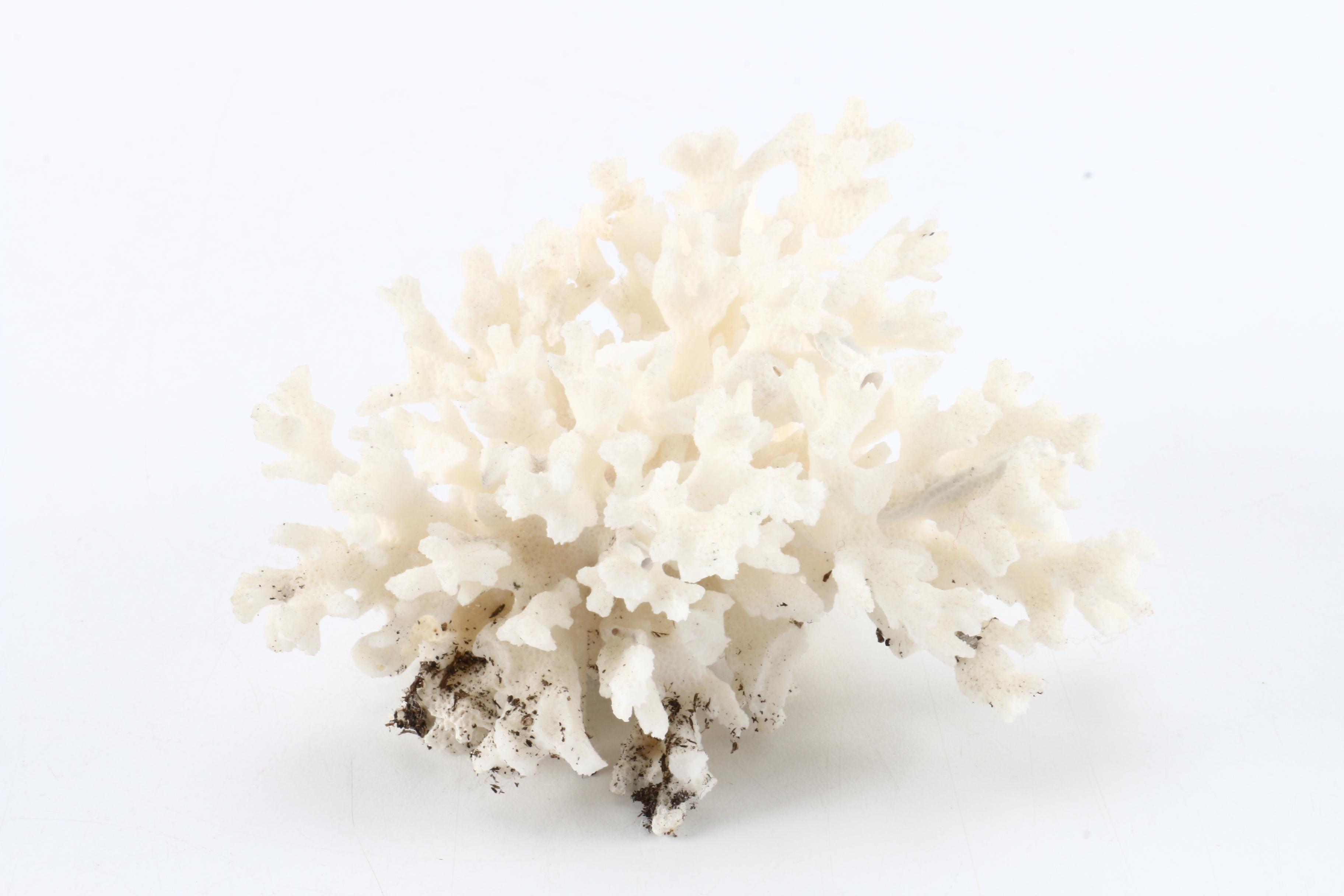 Recent Marine Specimens