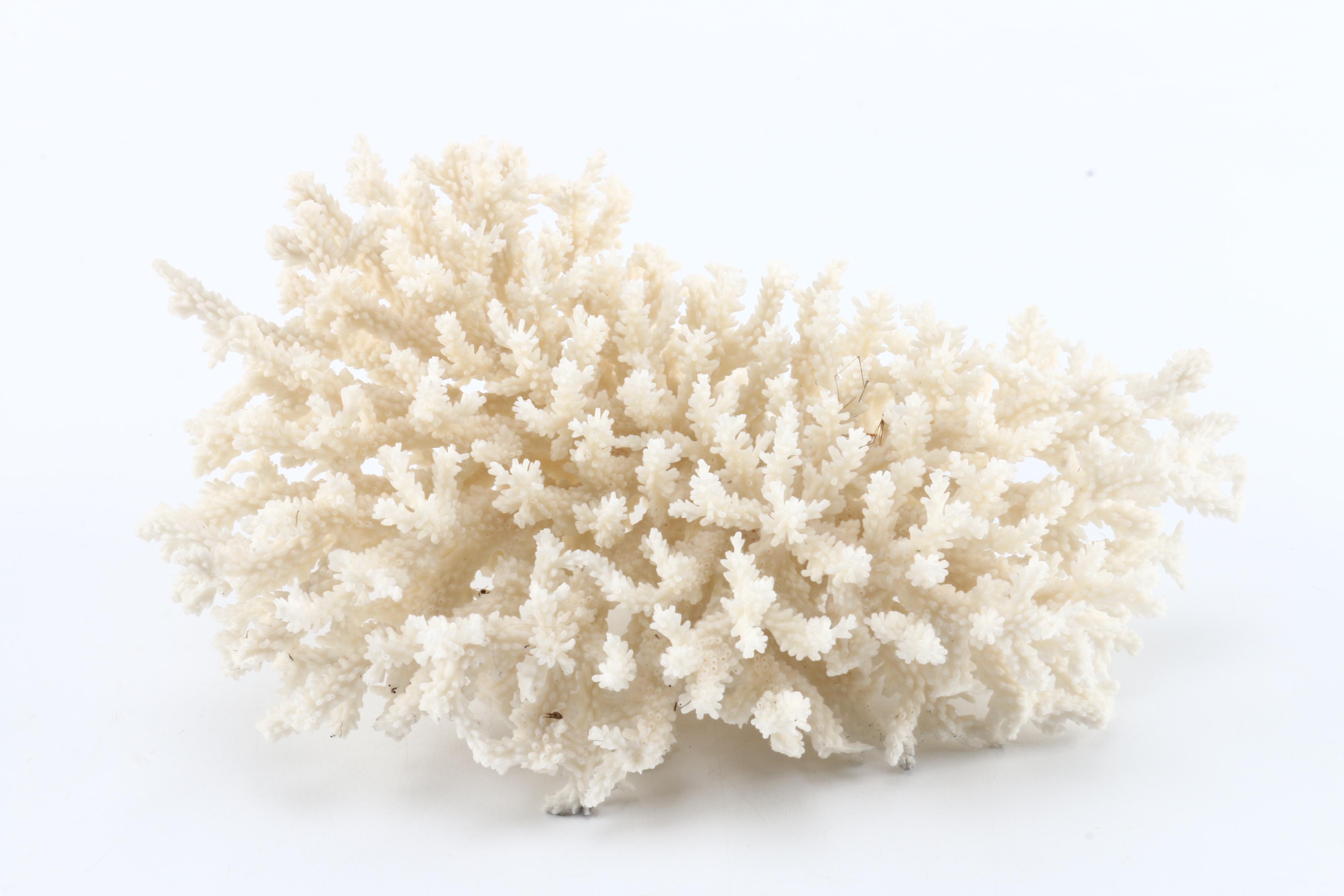 Recent Marine Specimens