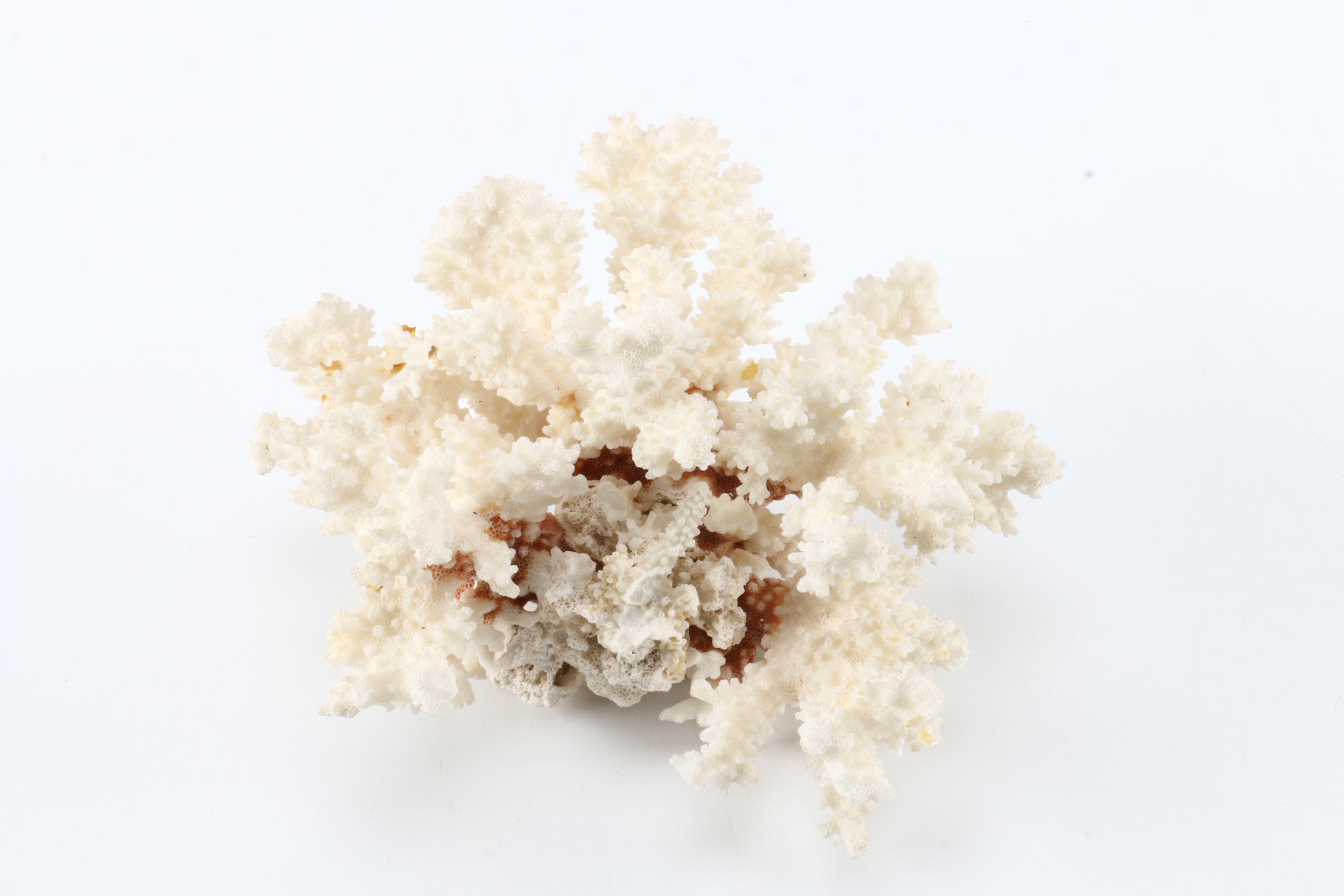 Recent Marine Specimens