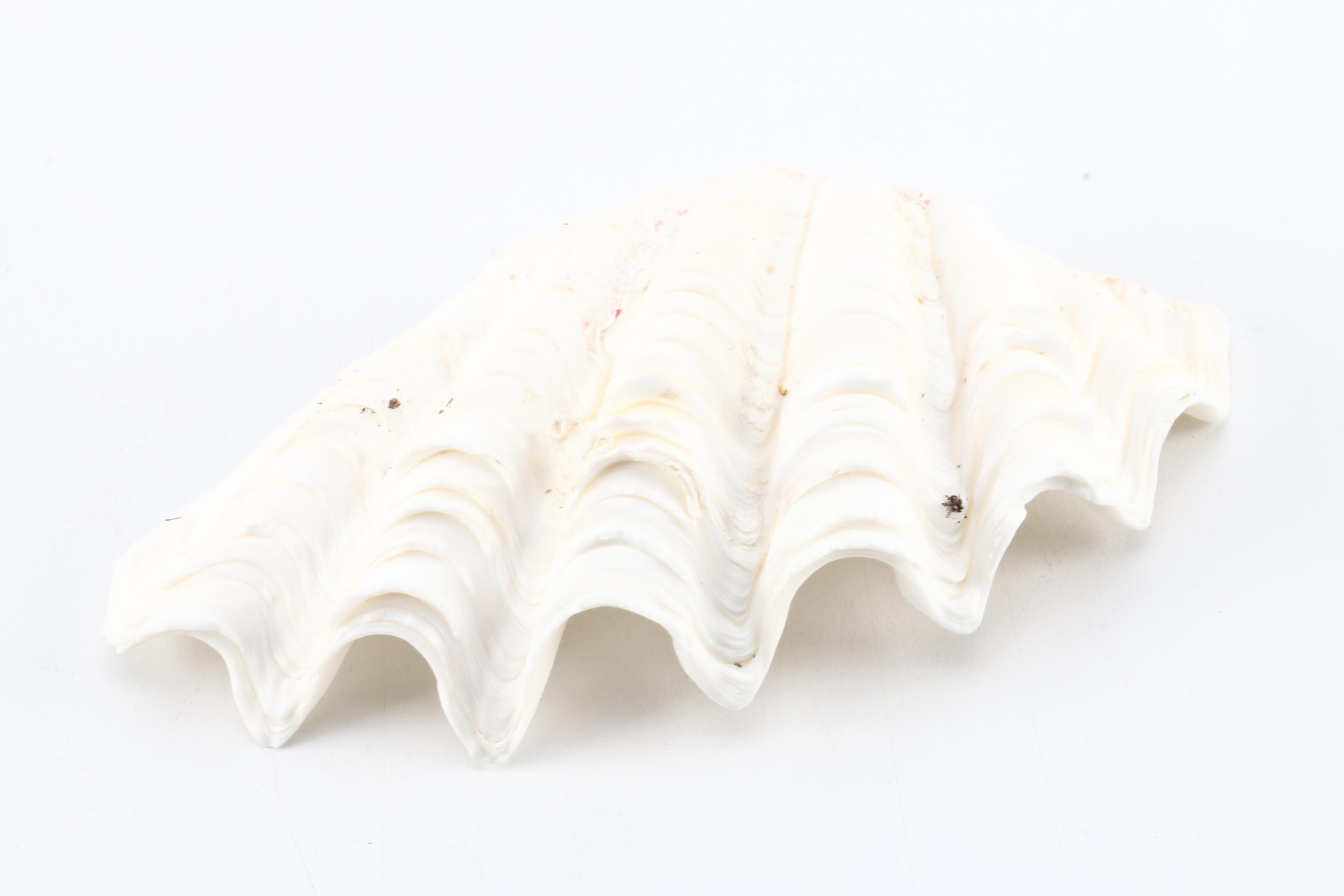 Recent Marine Specimens