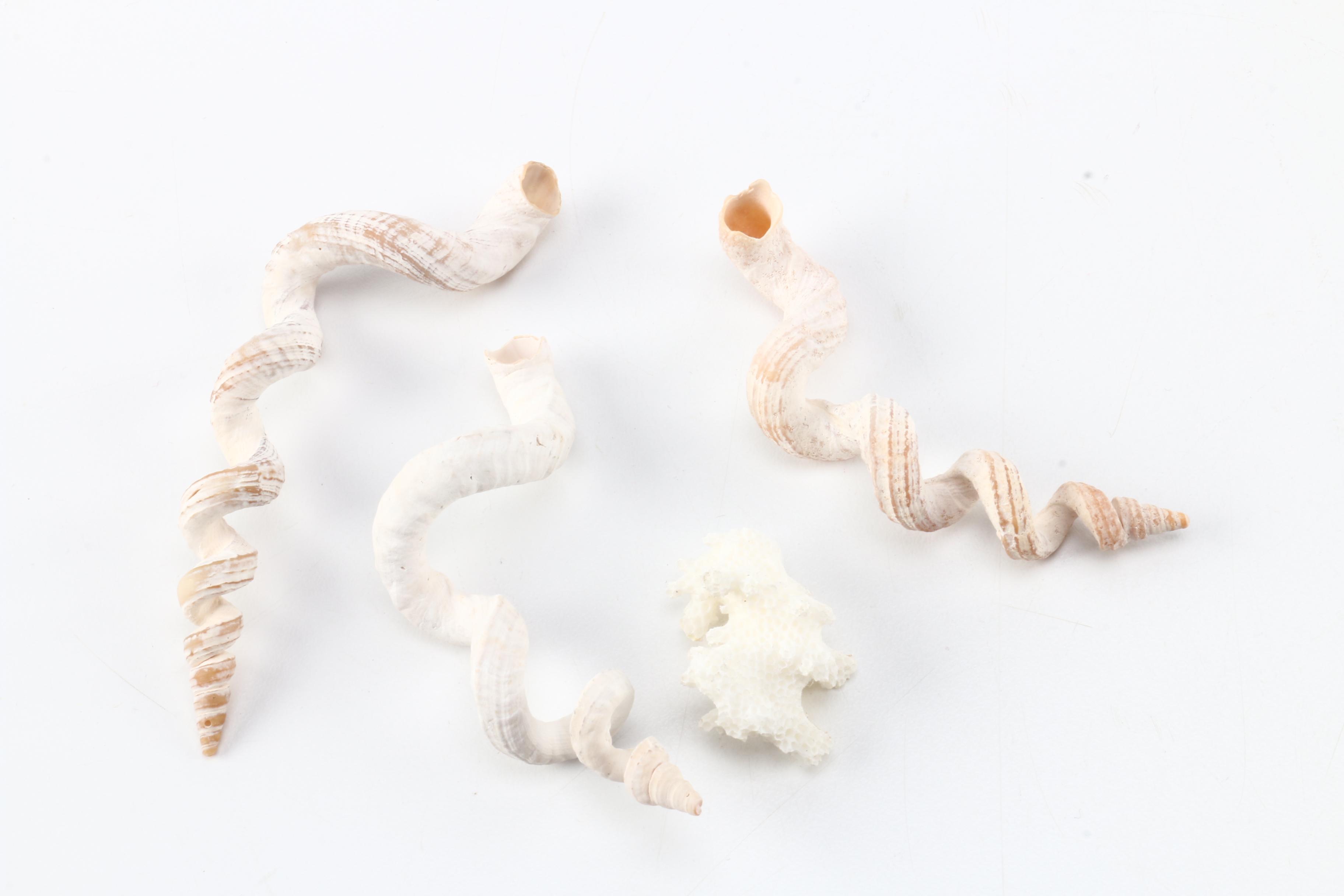 Recent Marine Specimens