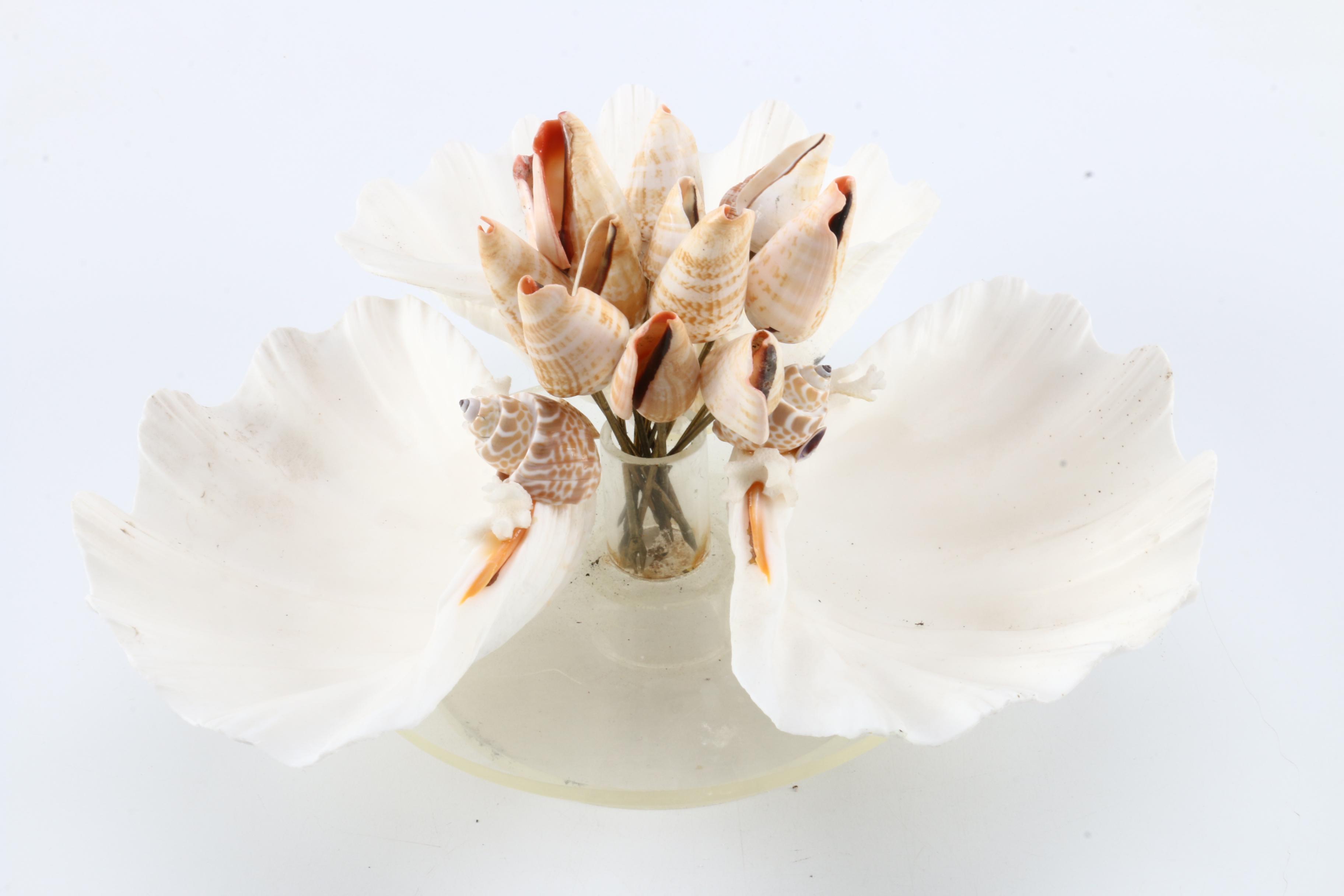 Collection of Seashells