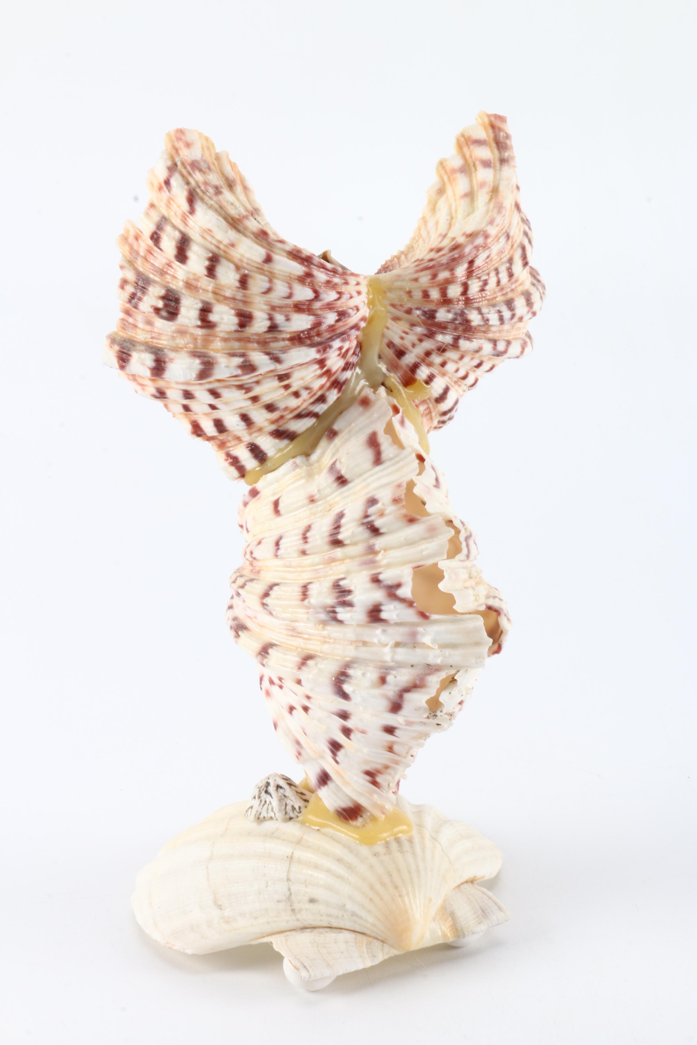 Collection of Seashells