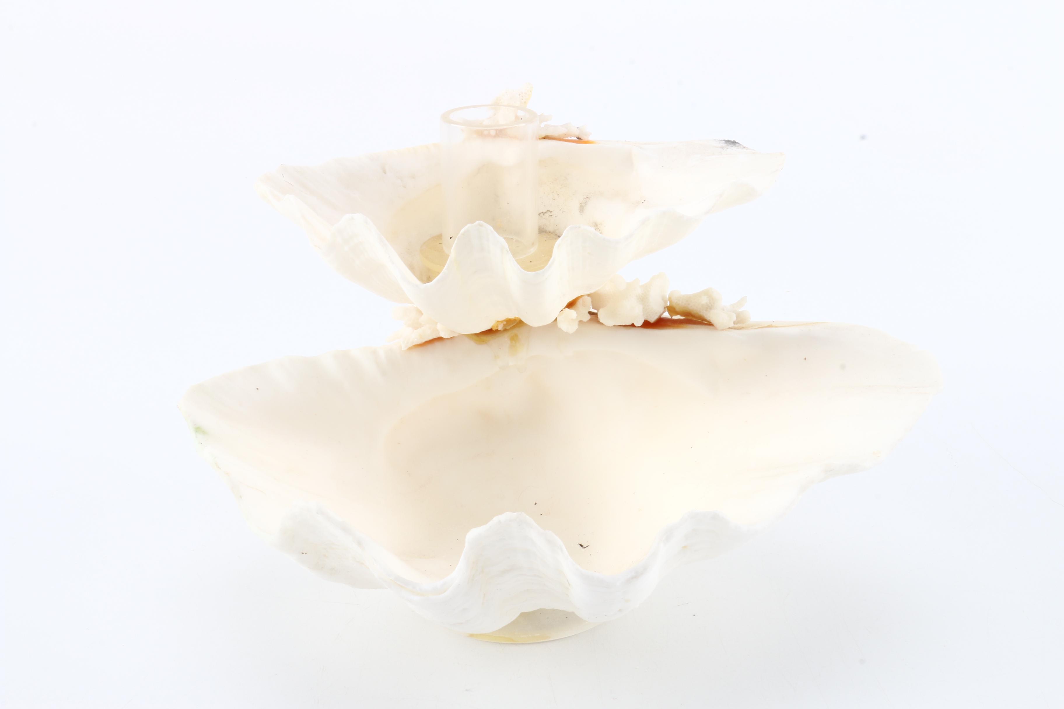 Collection of Seashells