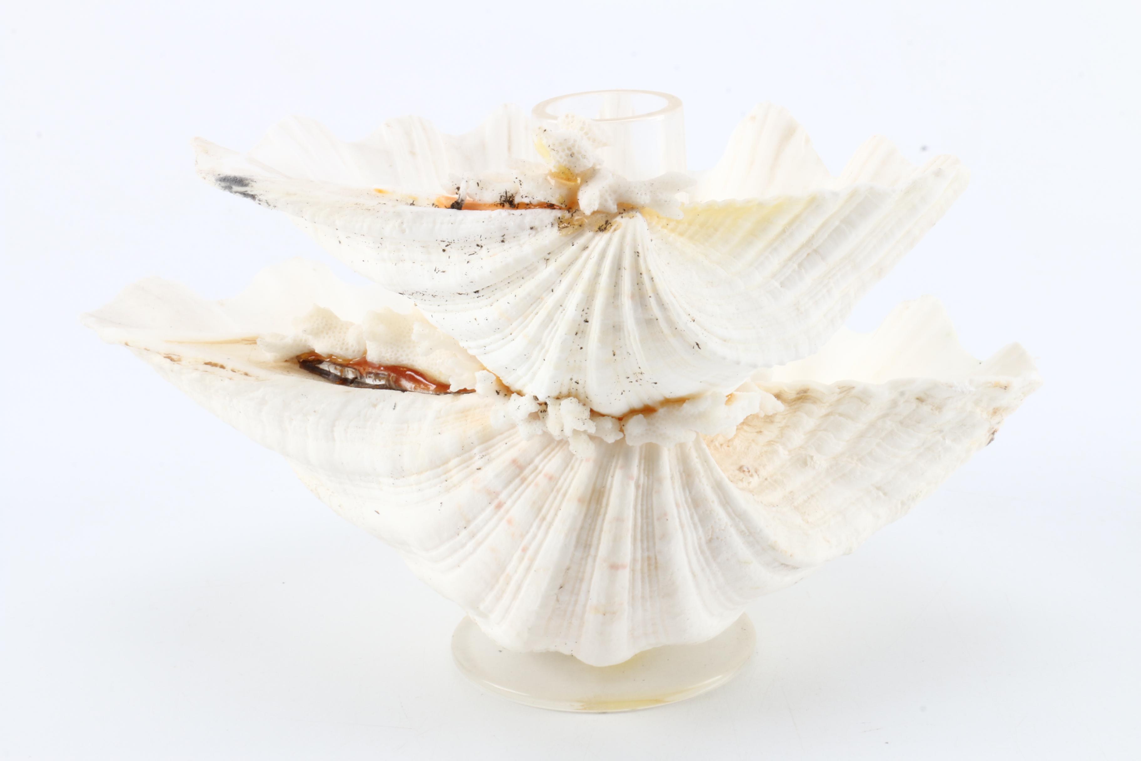 Collection of Seashells