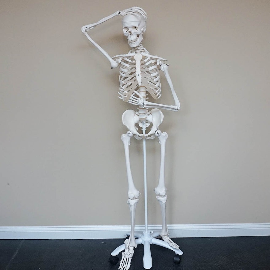 Human Skeletal Model