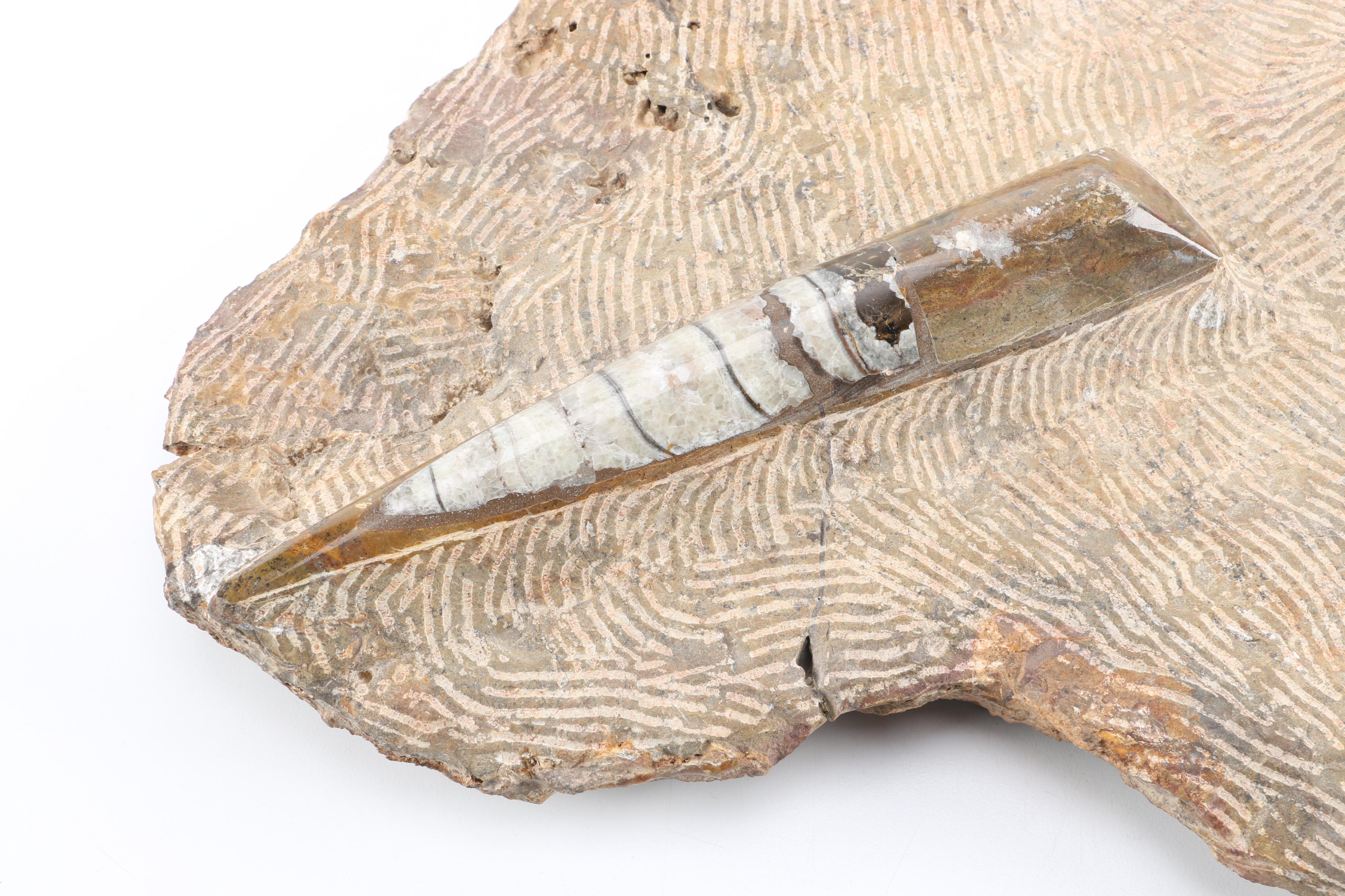 Composite Conic and Coiled Cephalopods