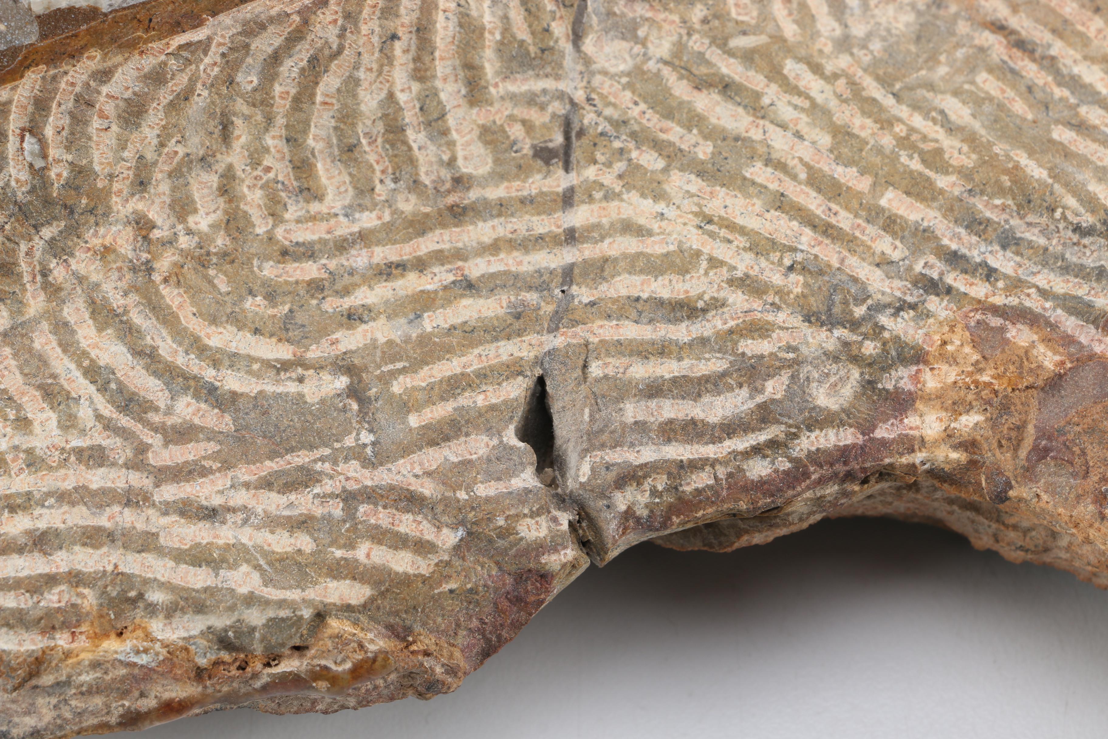 Composite Conic and Coiled Cephalopods