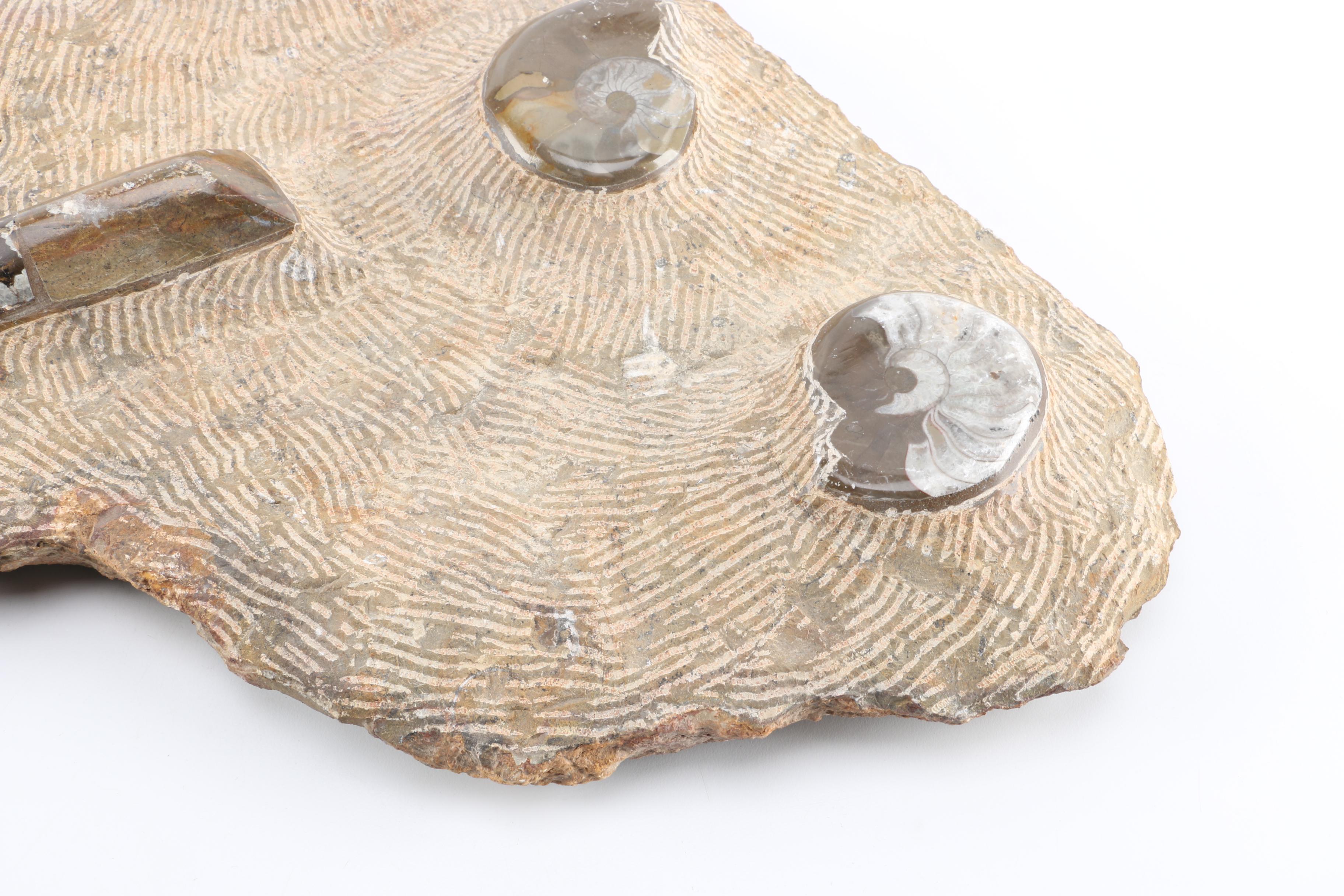 Composite Conic and Coiled Cephalopods