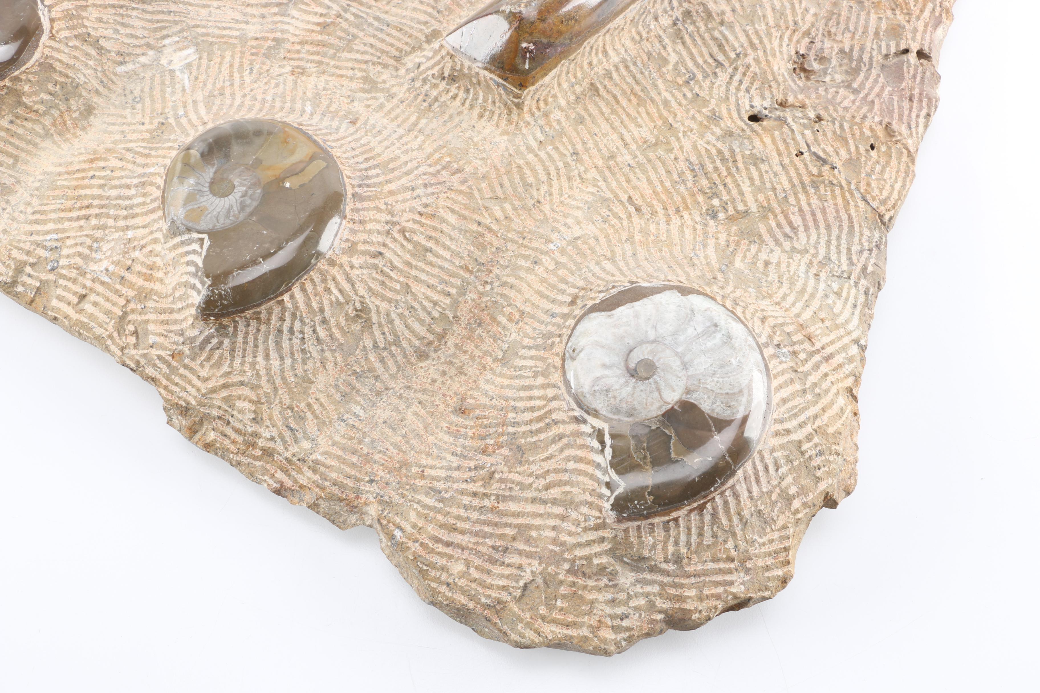 Composite Conic and Coiled Cephalopods