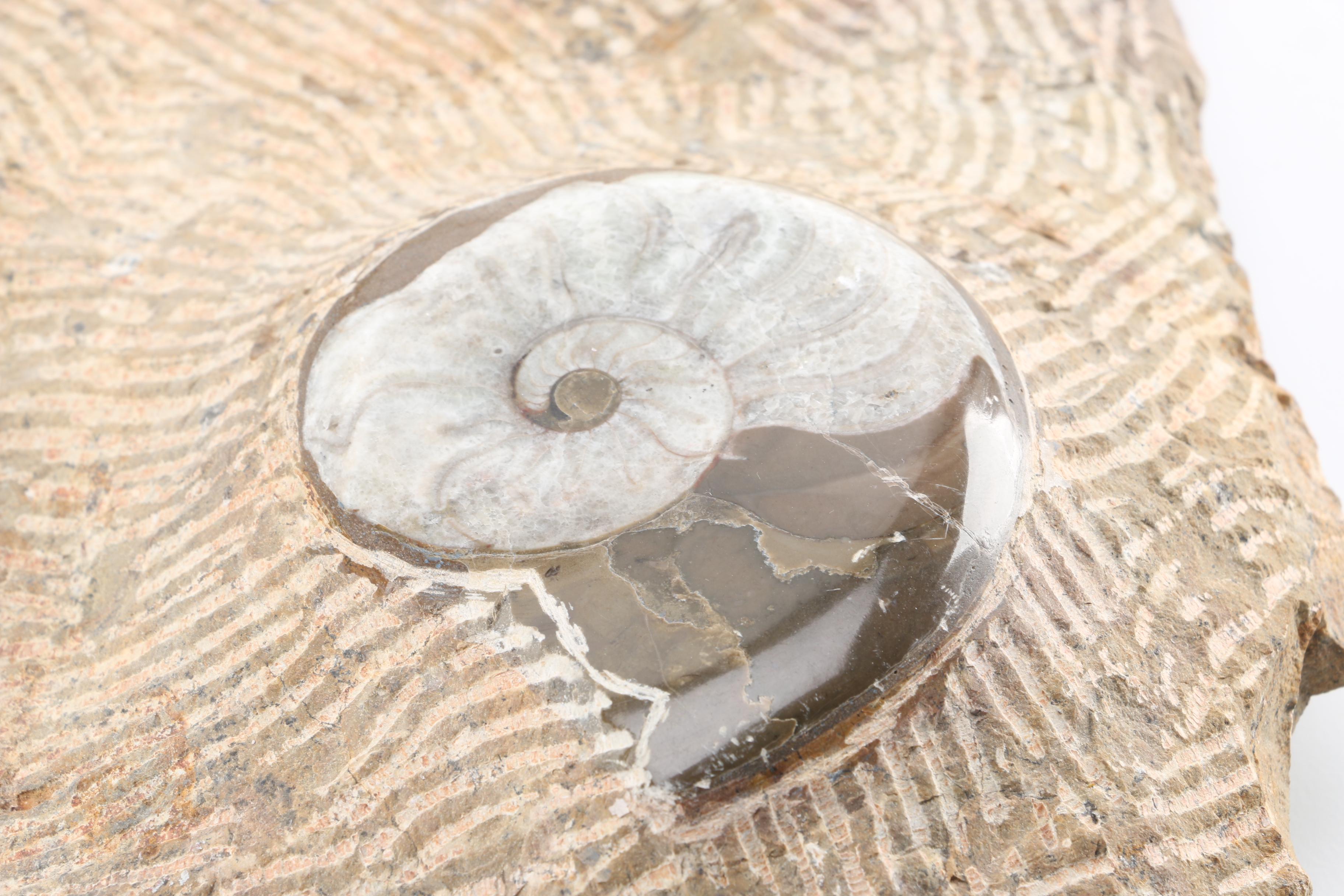 Composite Conic and Coiled Cephalopods