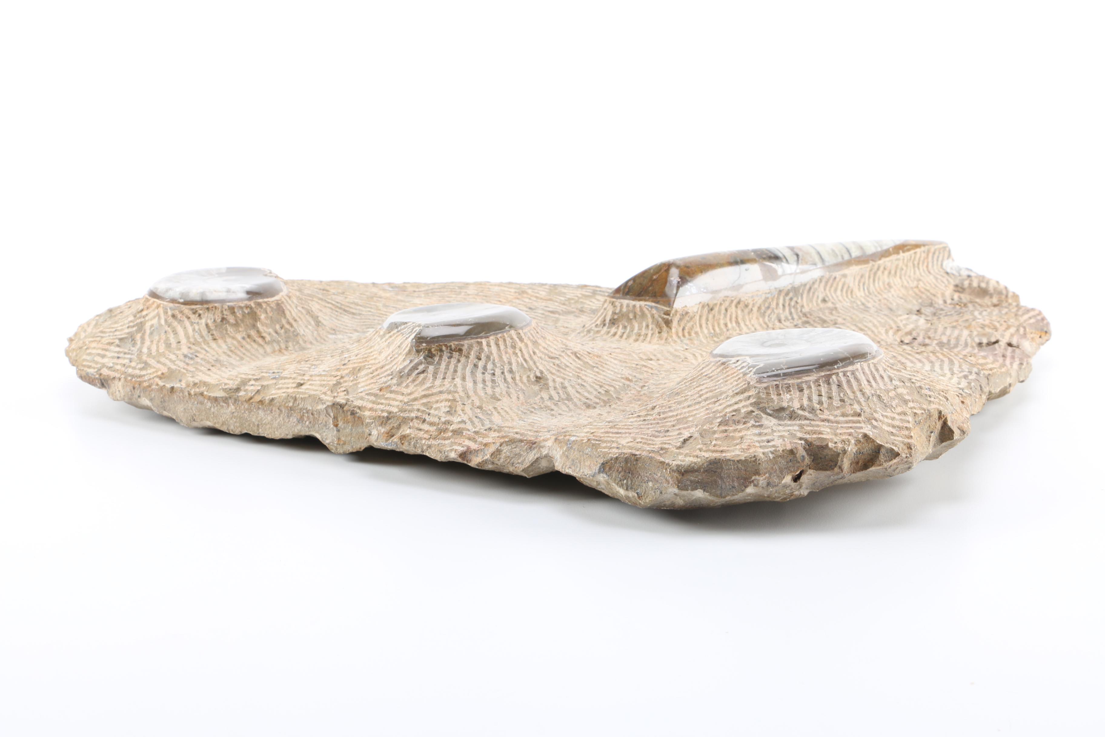 Composite Conic and Coiled Cephalopods