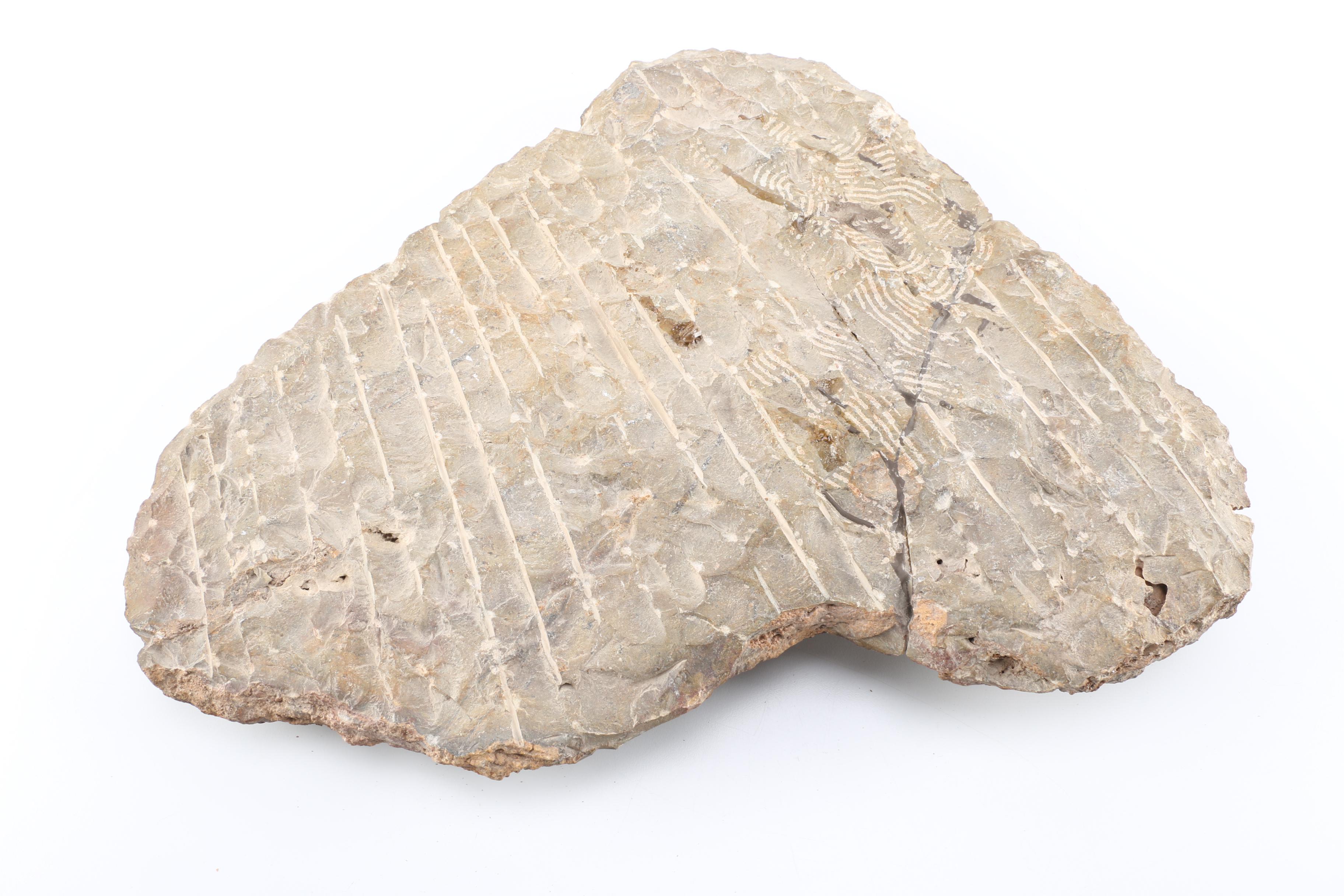 Composite Conic and Coiled Cephalopods