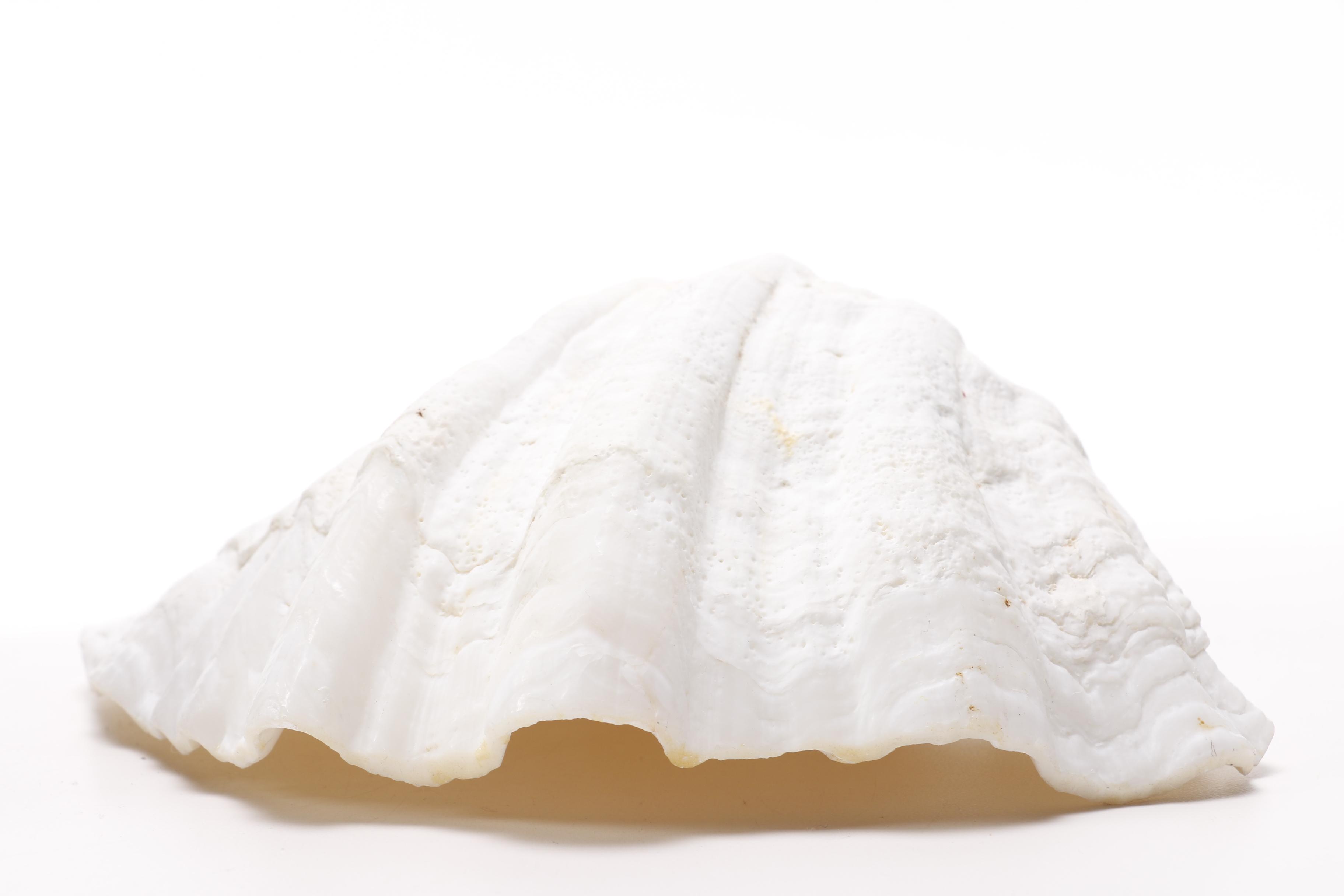 Clam and Scallop Seashells