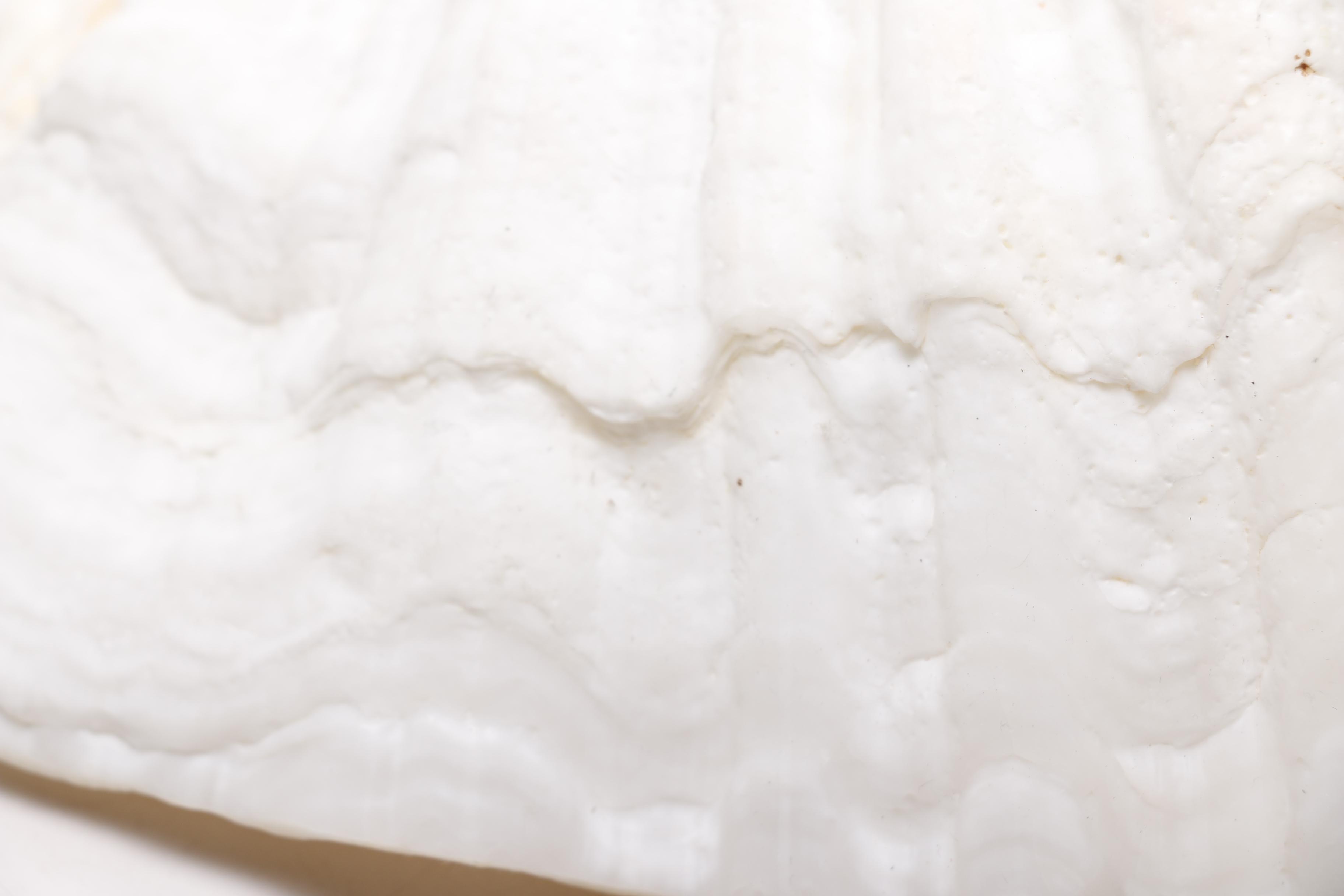 Clam and Scallop Seashells