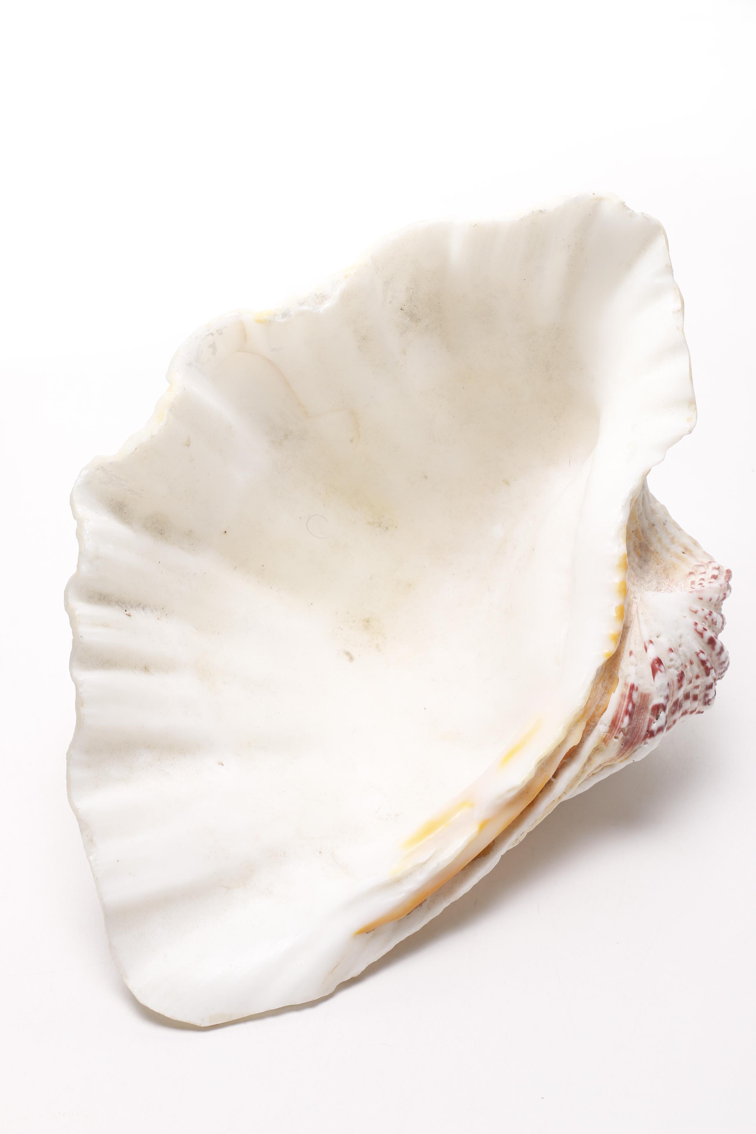 Clam and Scallop Seashells