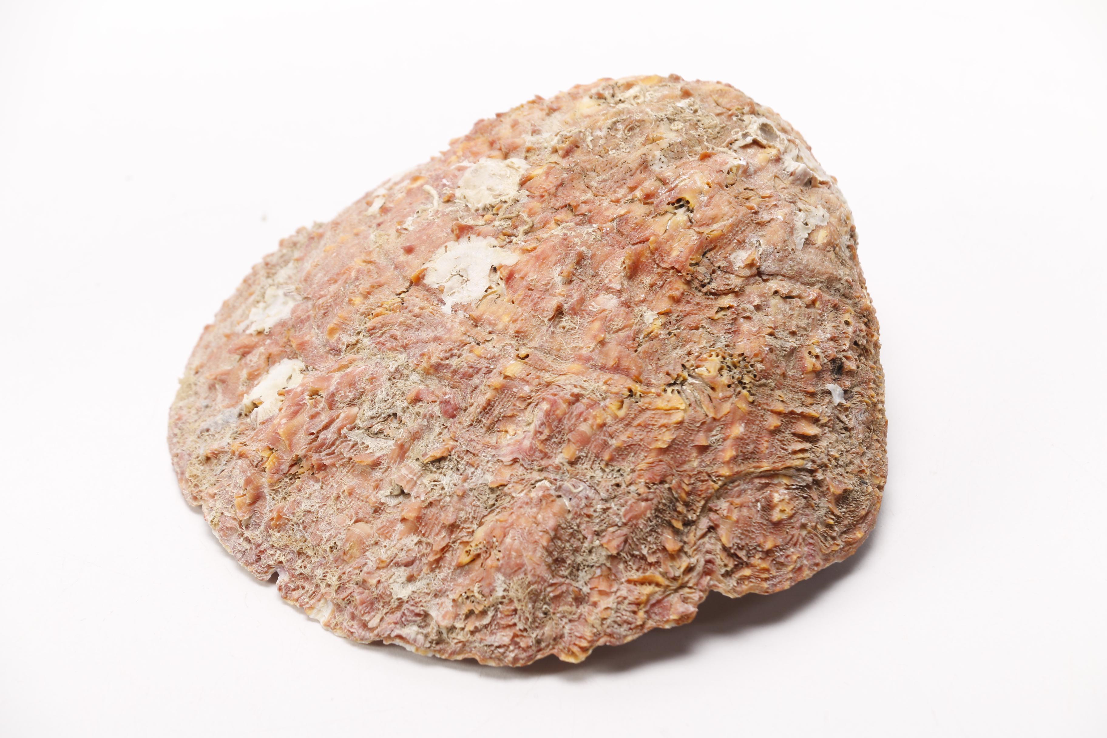 Clam and Scallop Seashells