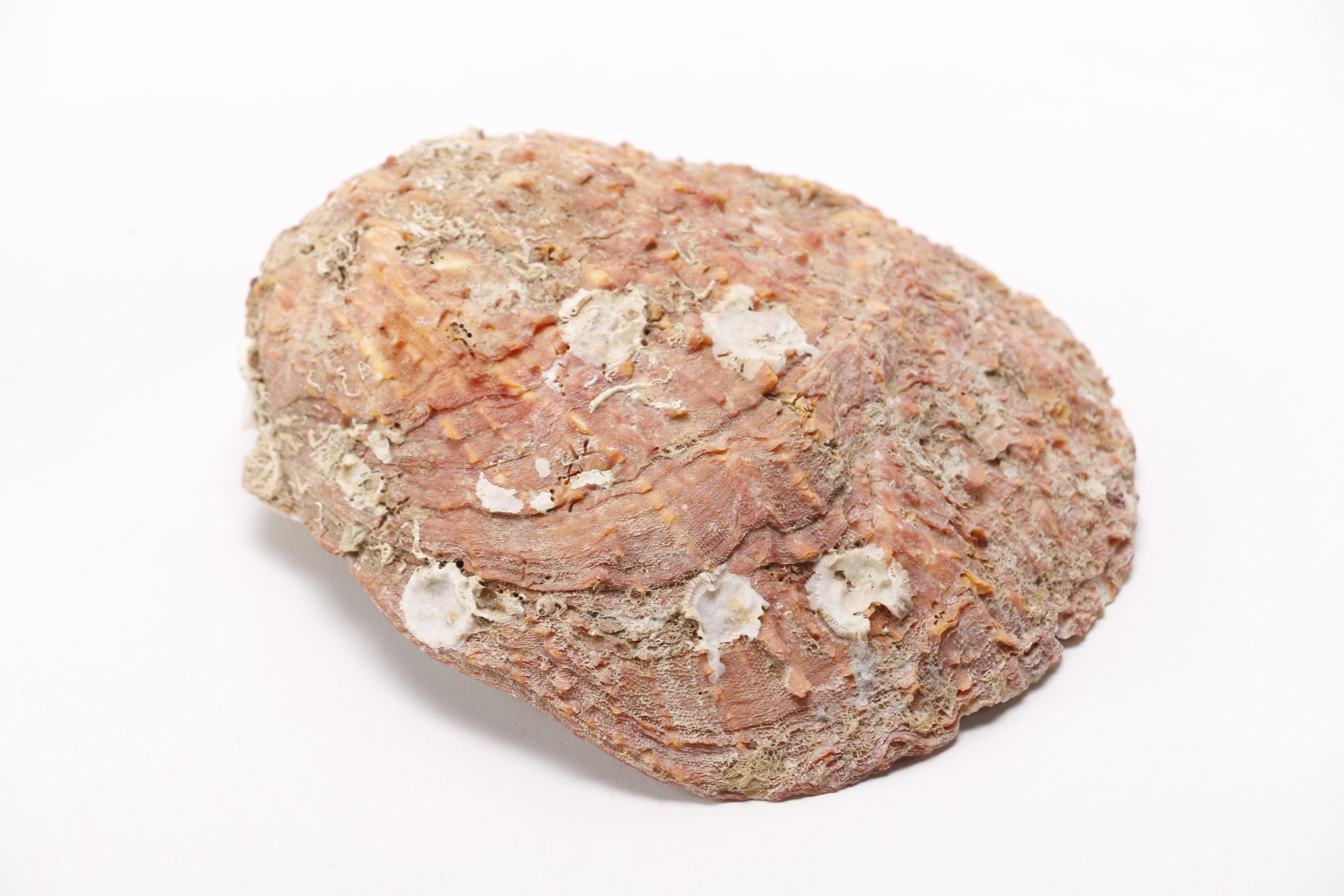 Clam and Scallop Seashells